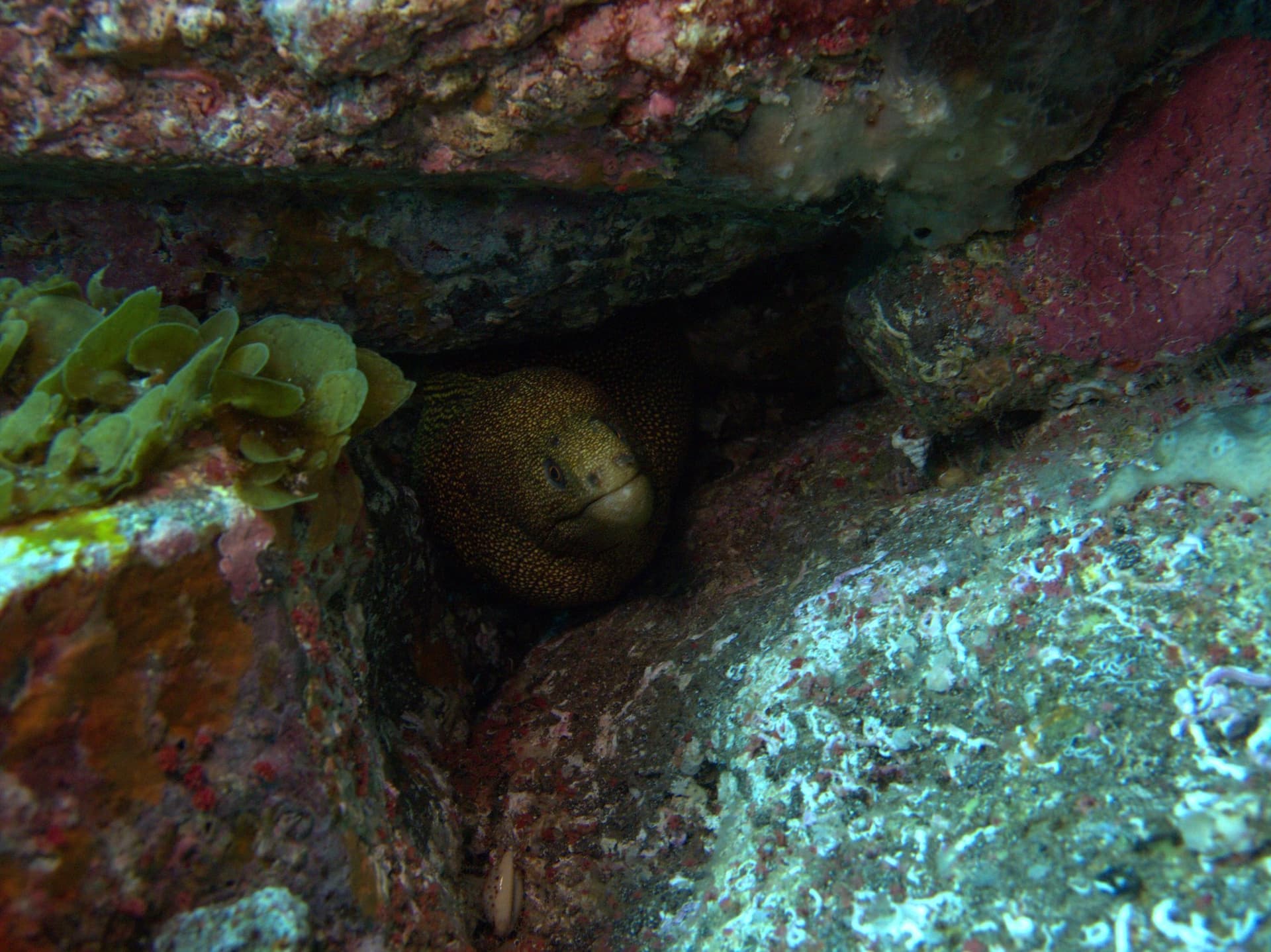Goldentail moray