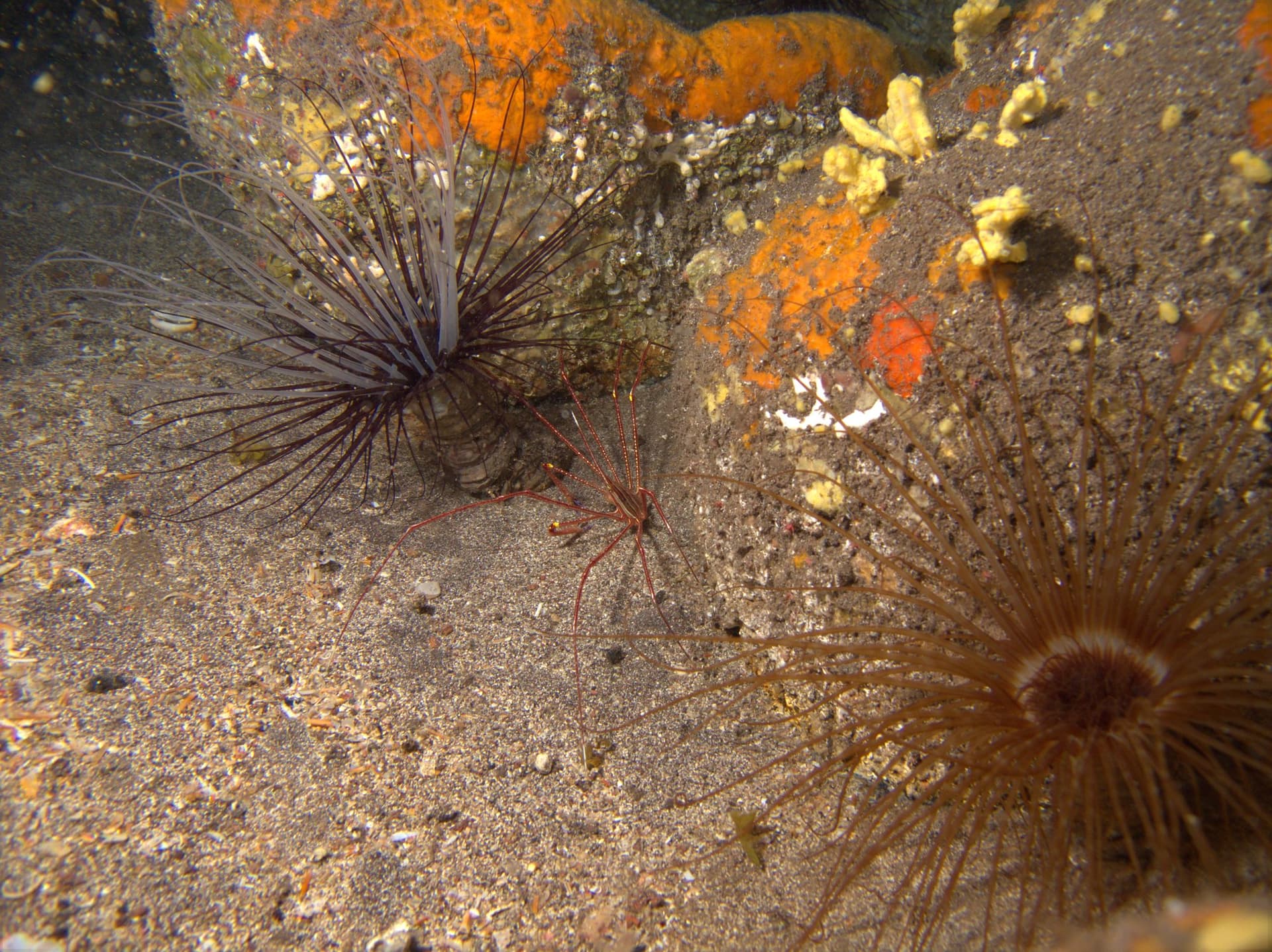 Arrow crab, Dohrn's tube anemone
