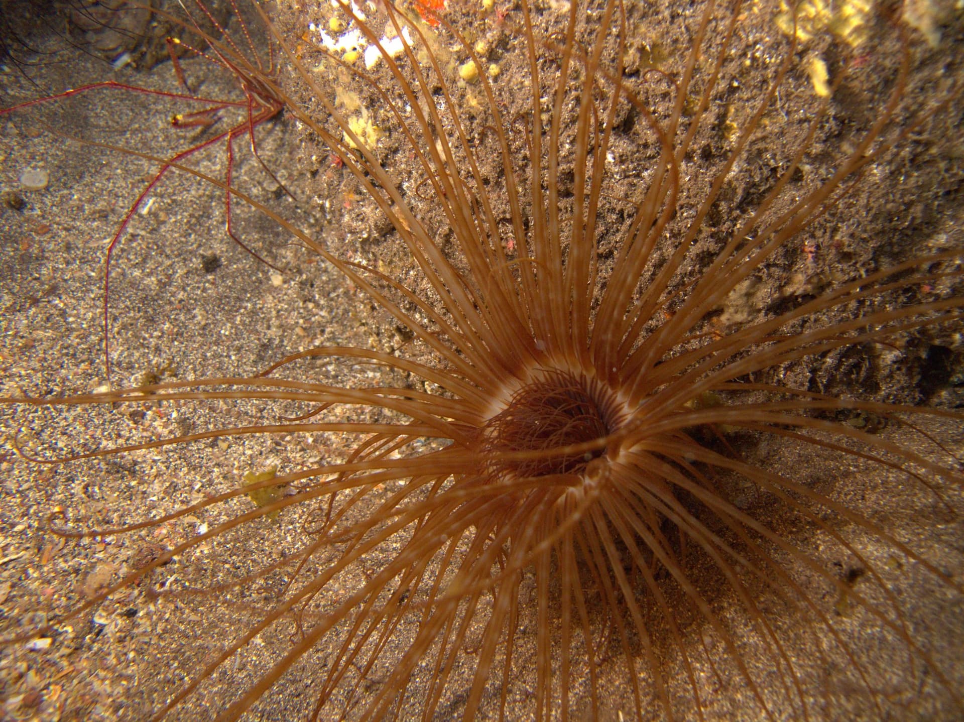 Cylinder anemone