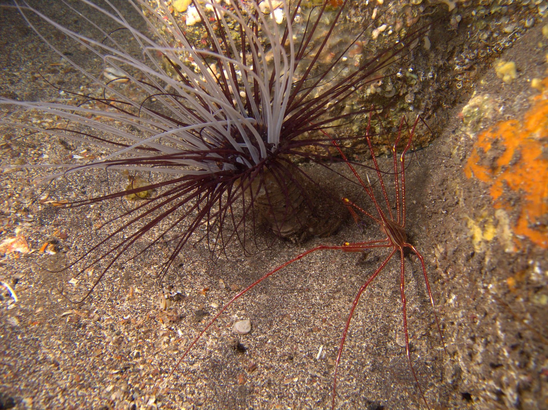 Cylinder anemone