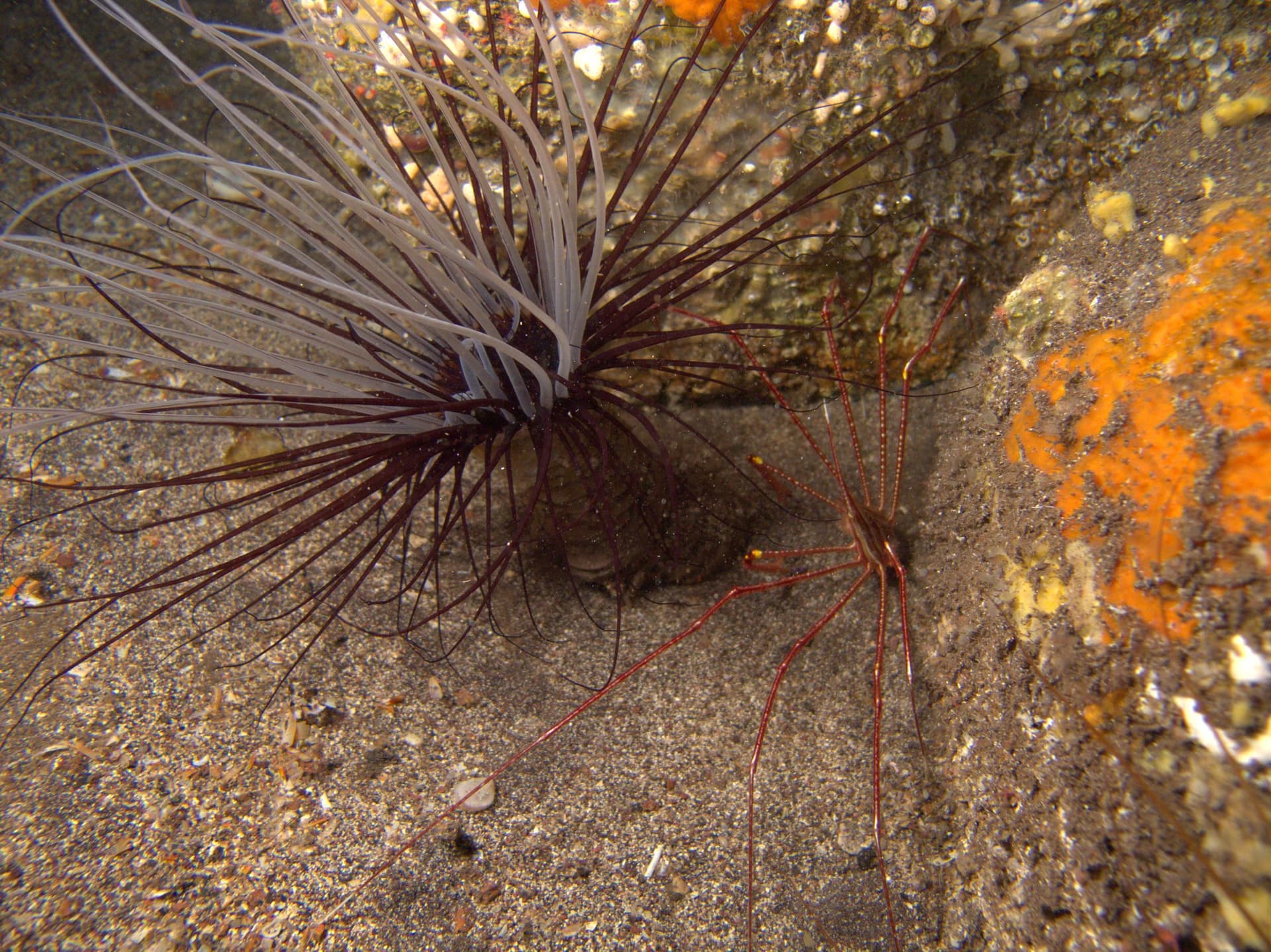 Cylinder anemone