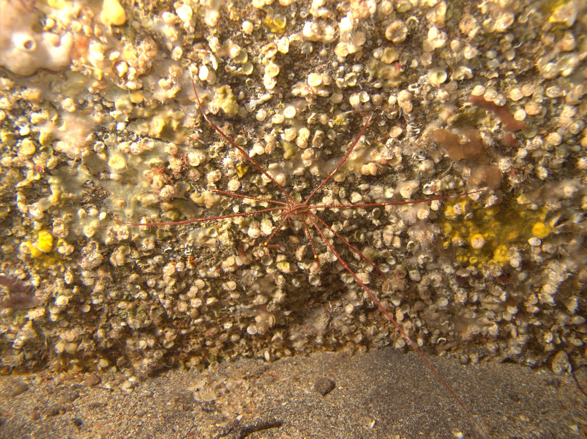 Arrow crab