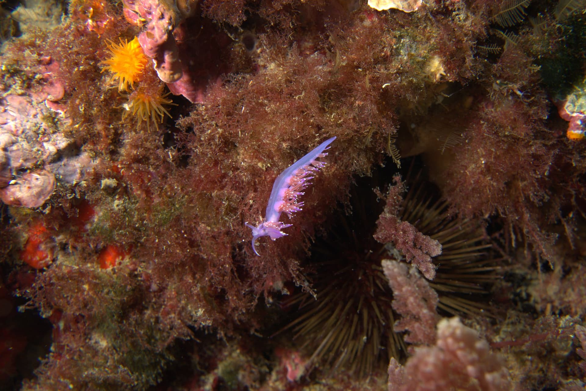 Violet flabellina