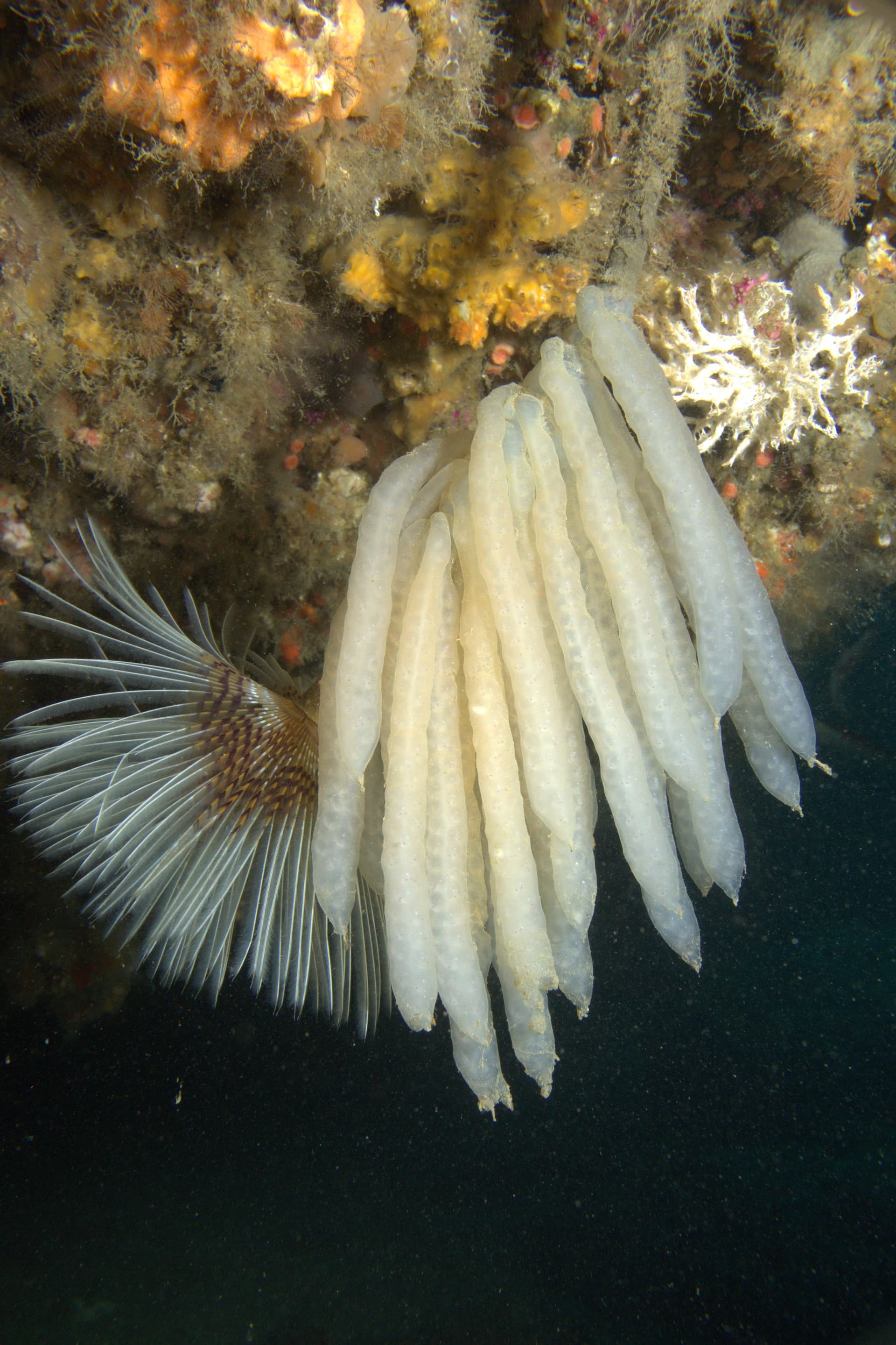 Twin fan worm