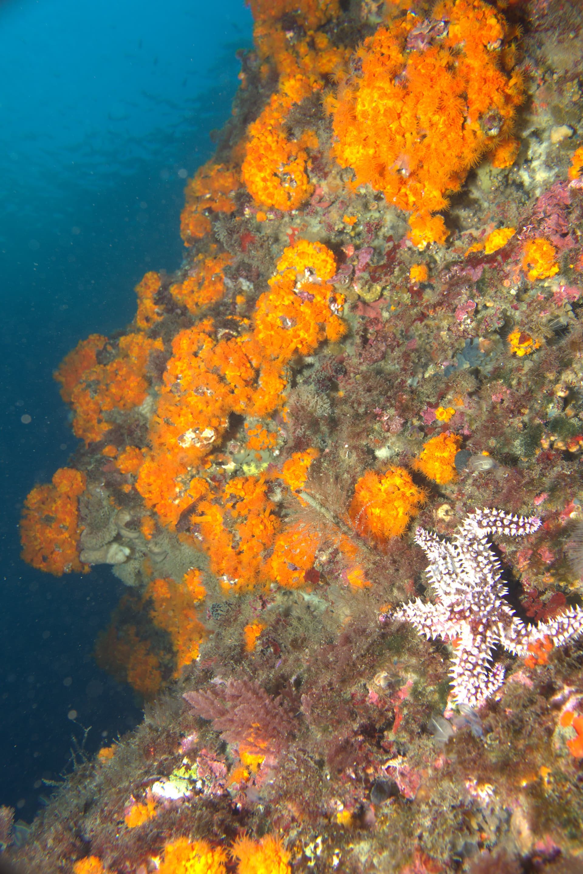 Orange coral, Spiny starfish