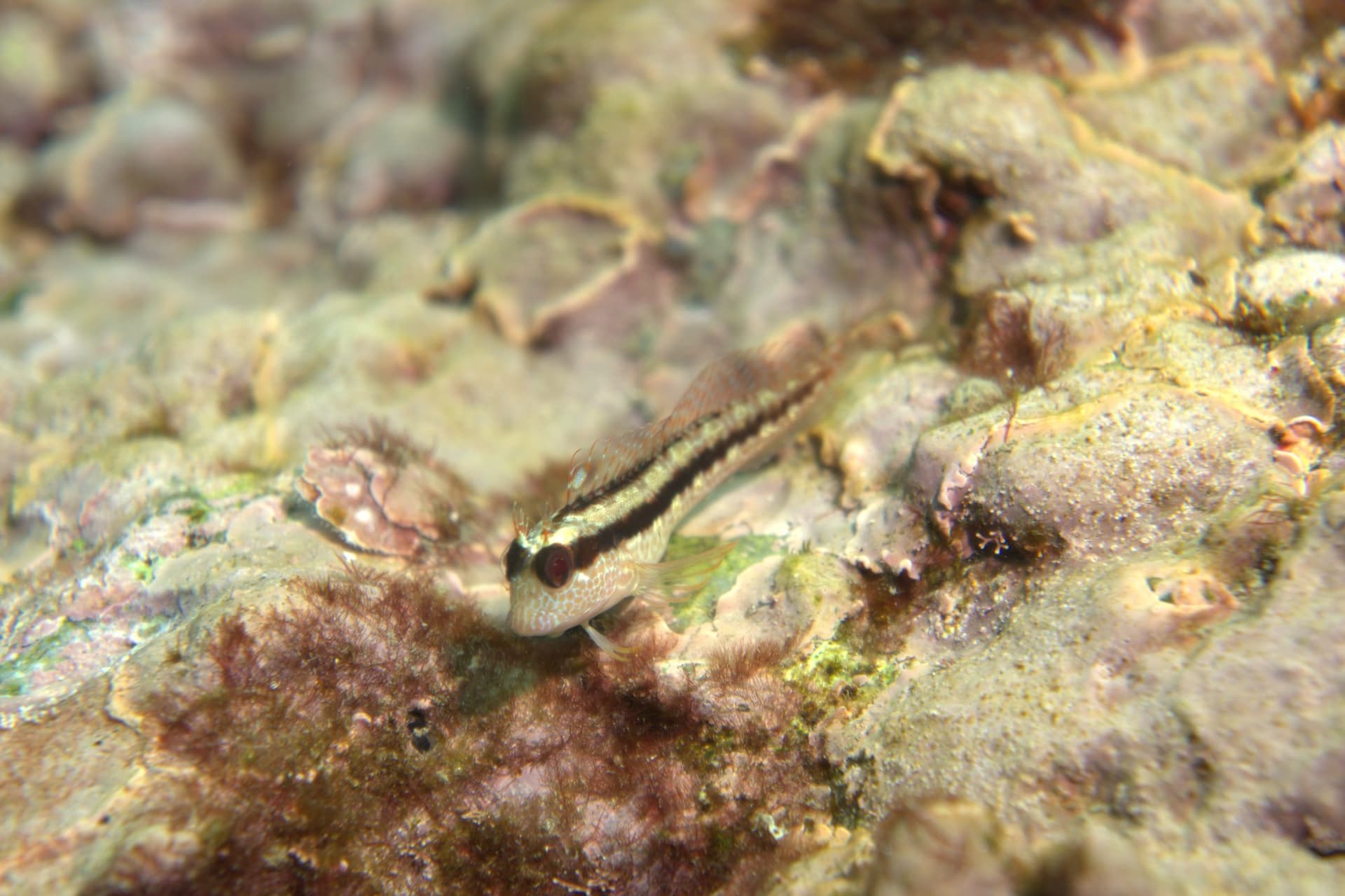 Striped blenny