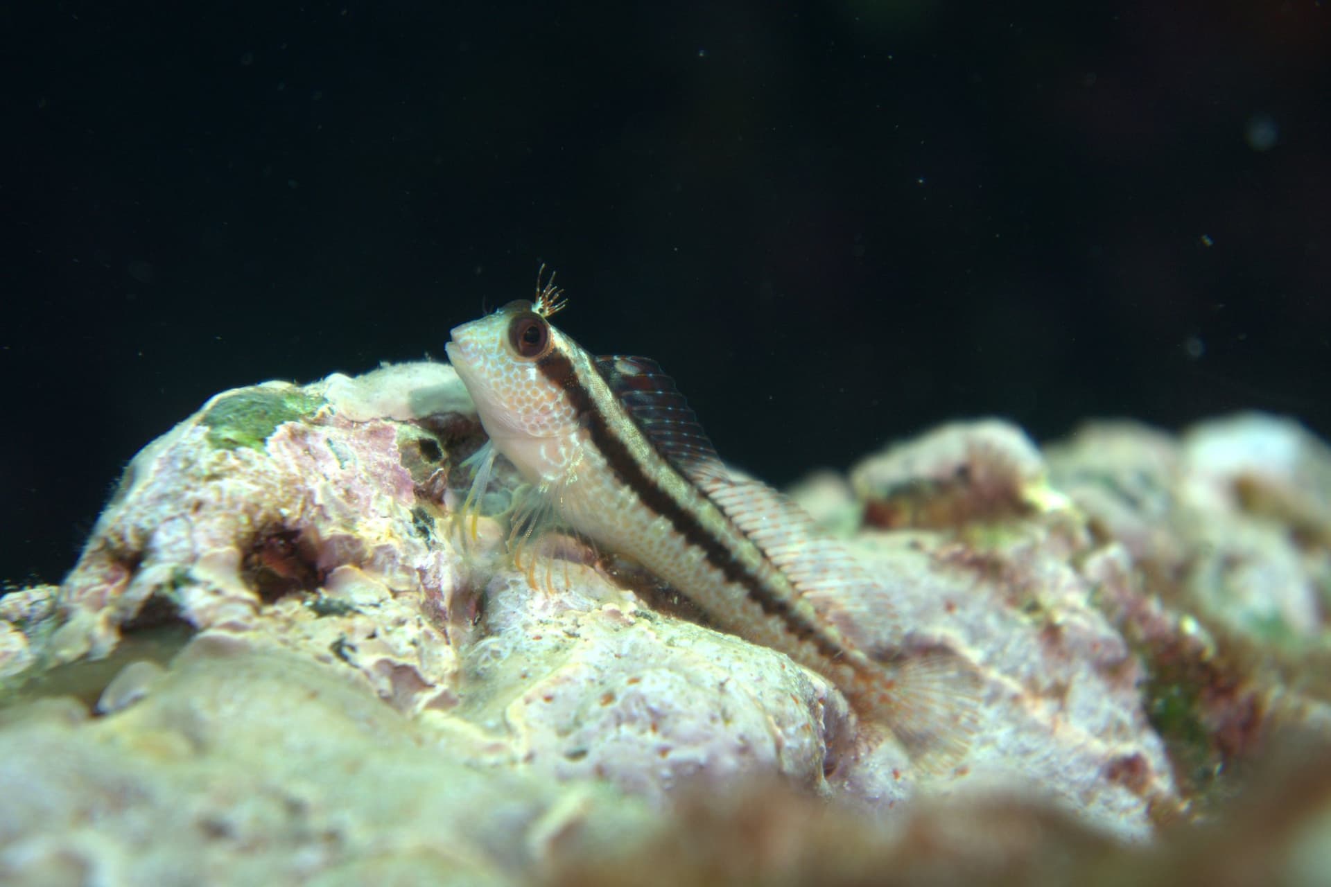 Striped blenny