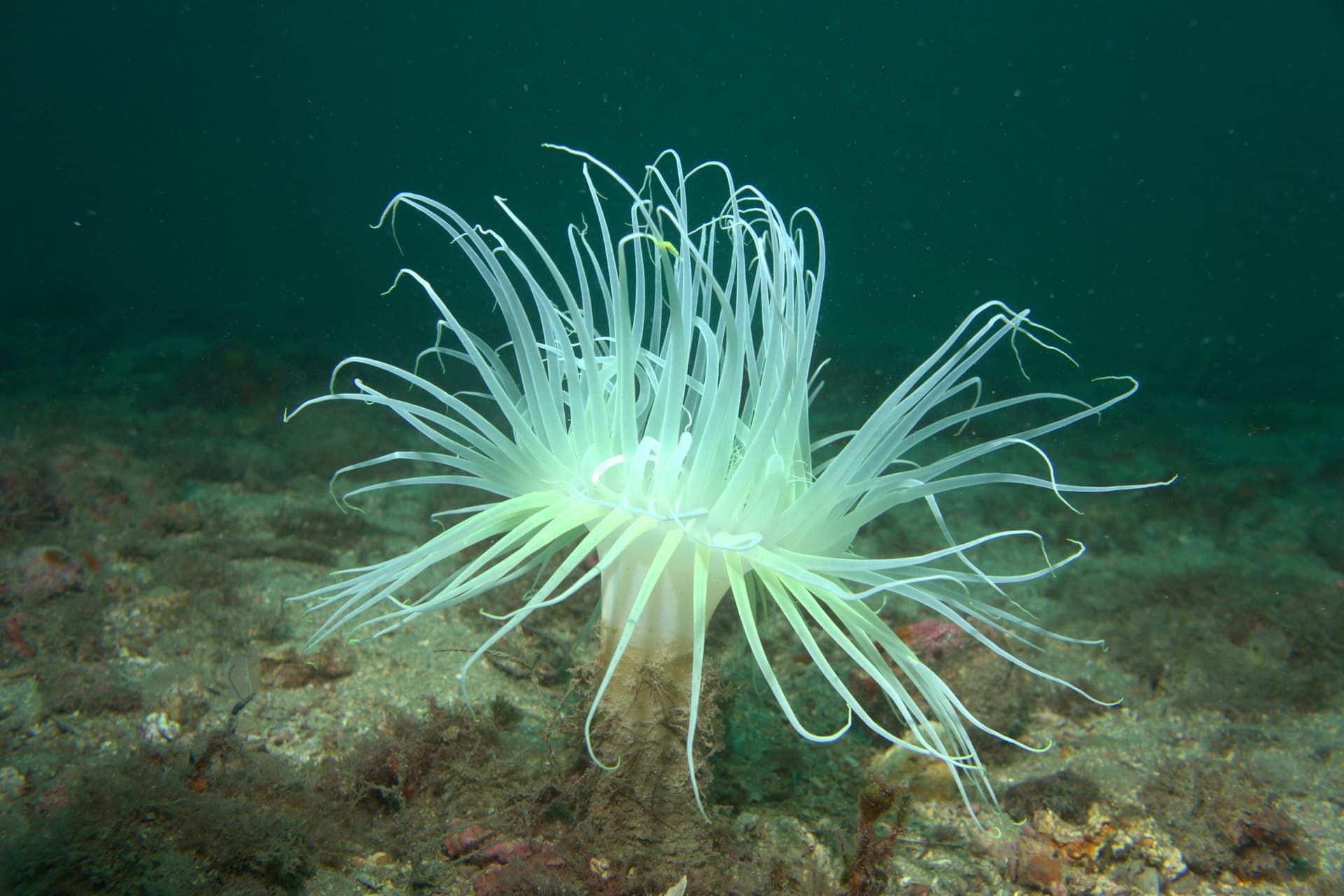 Cylinder anemone