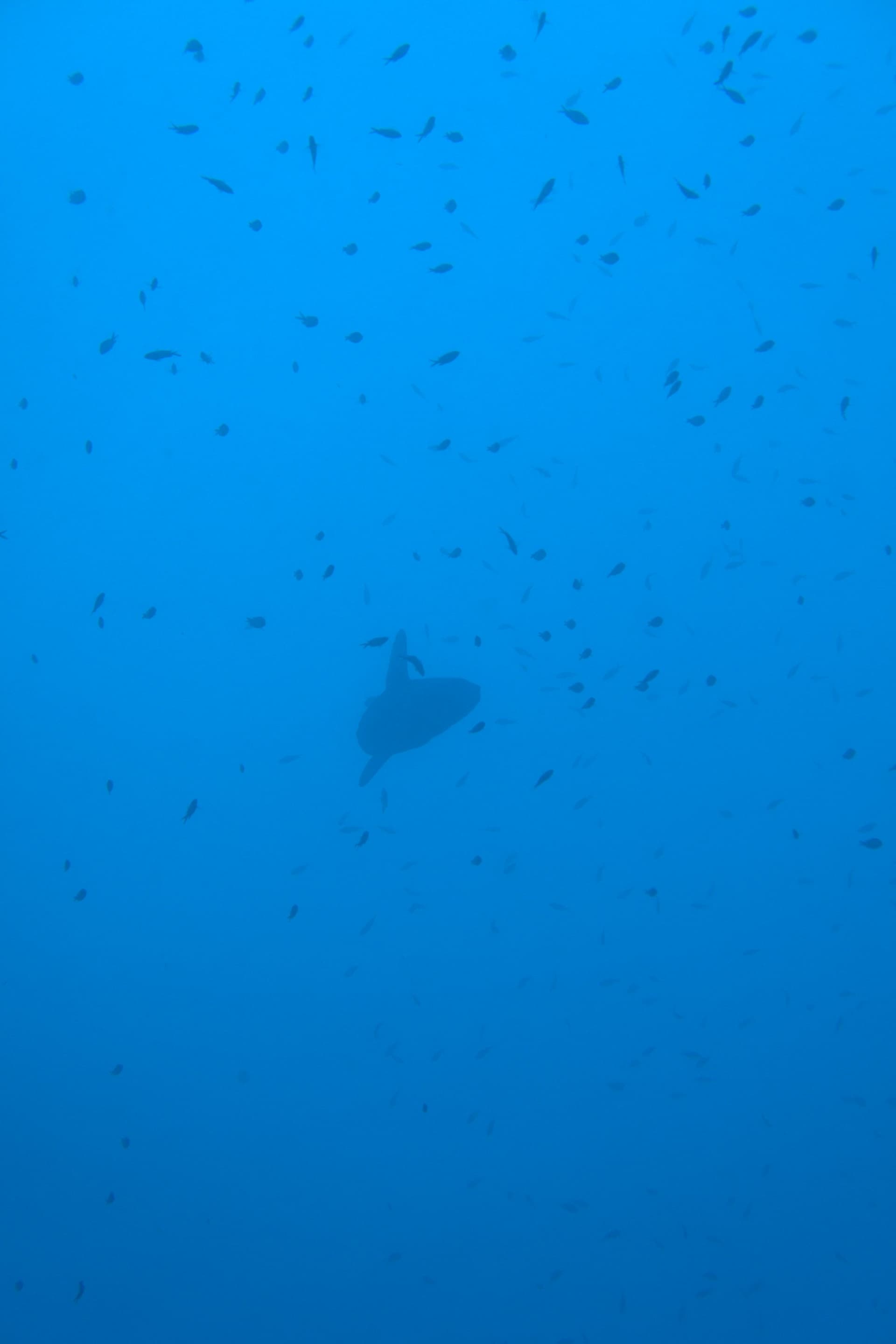 Ocean sunfish