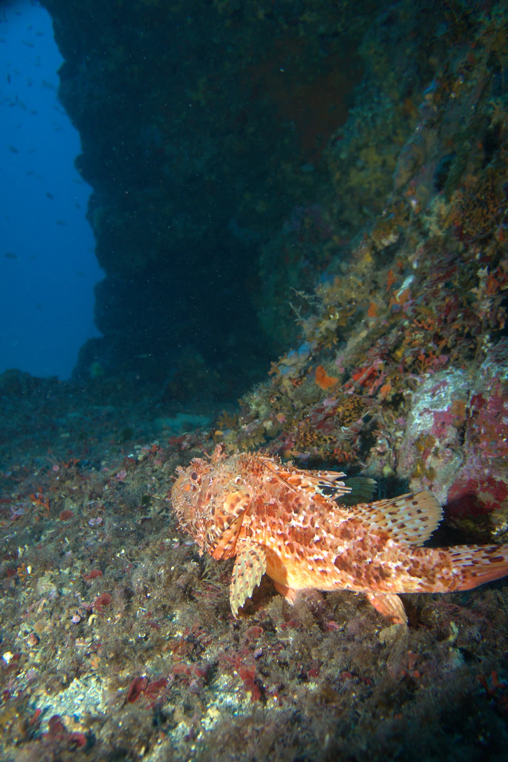 Scorpionfish
