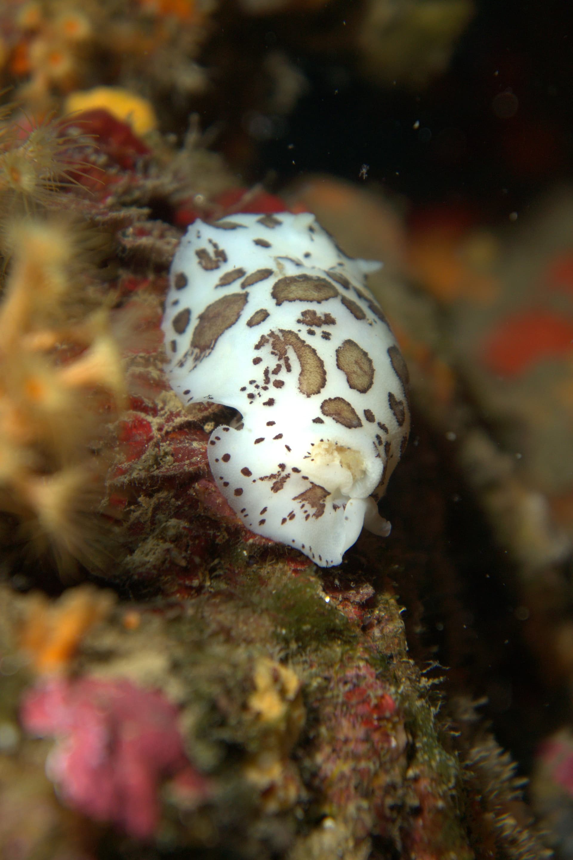Spotted sea slug
