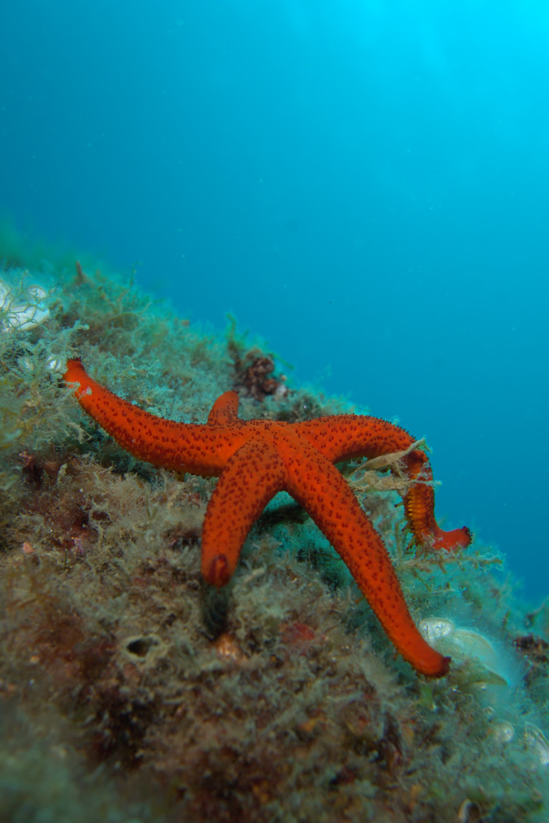 Red starfish