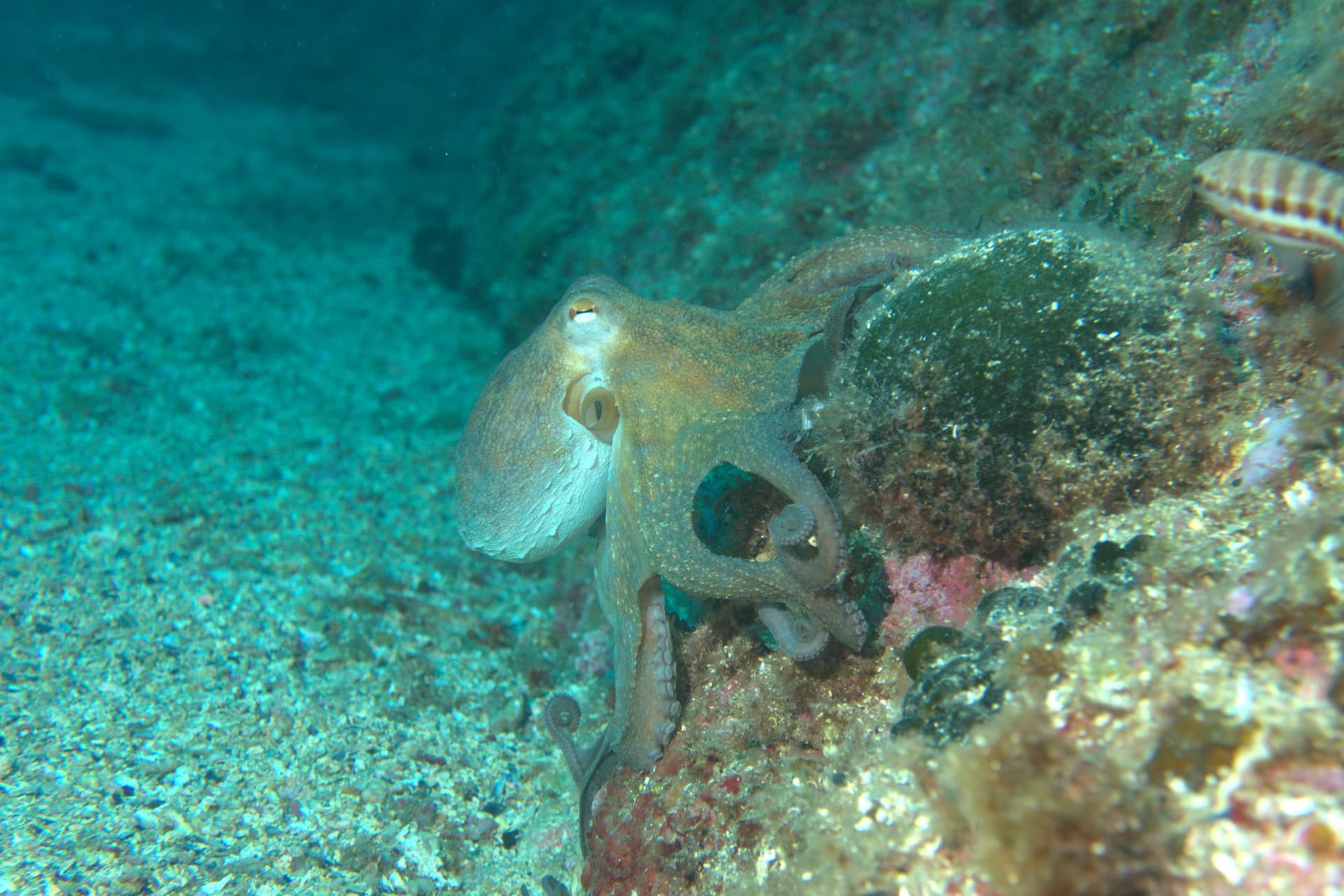 Common octopus