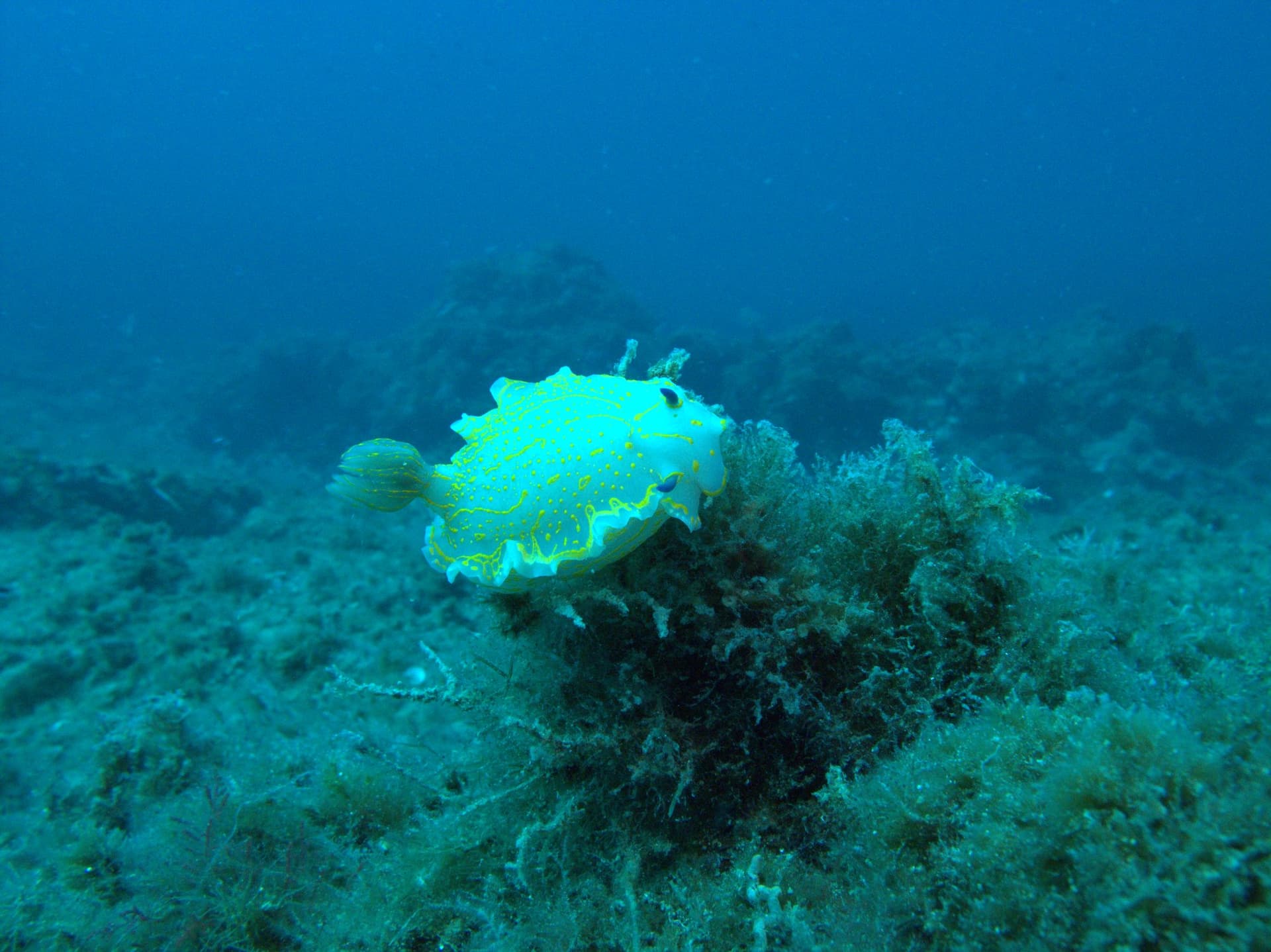 Violet sea slug