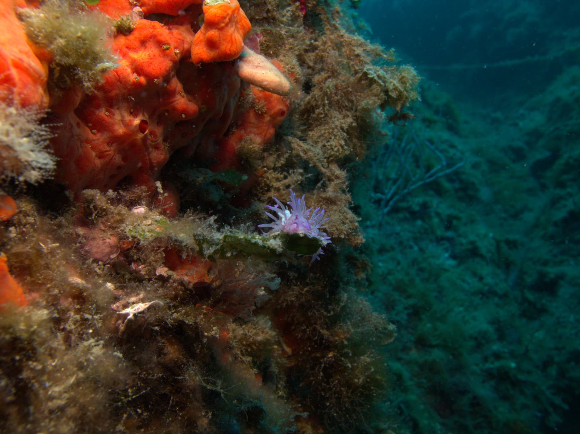 Violet flabellina