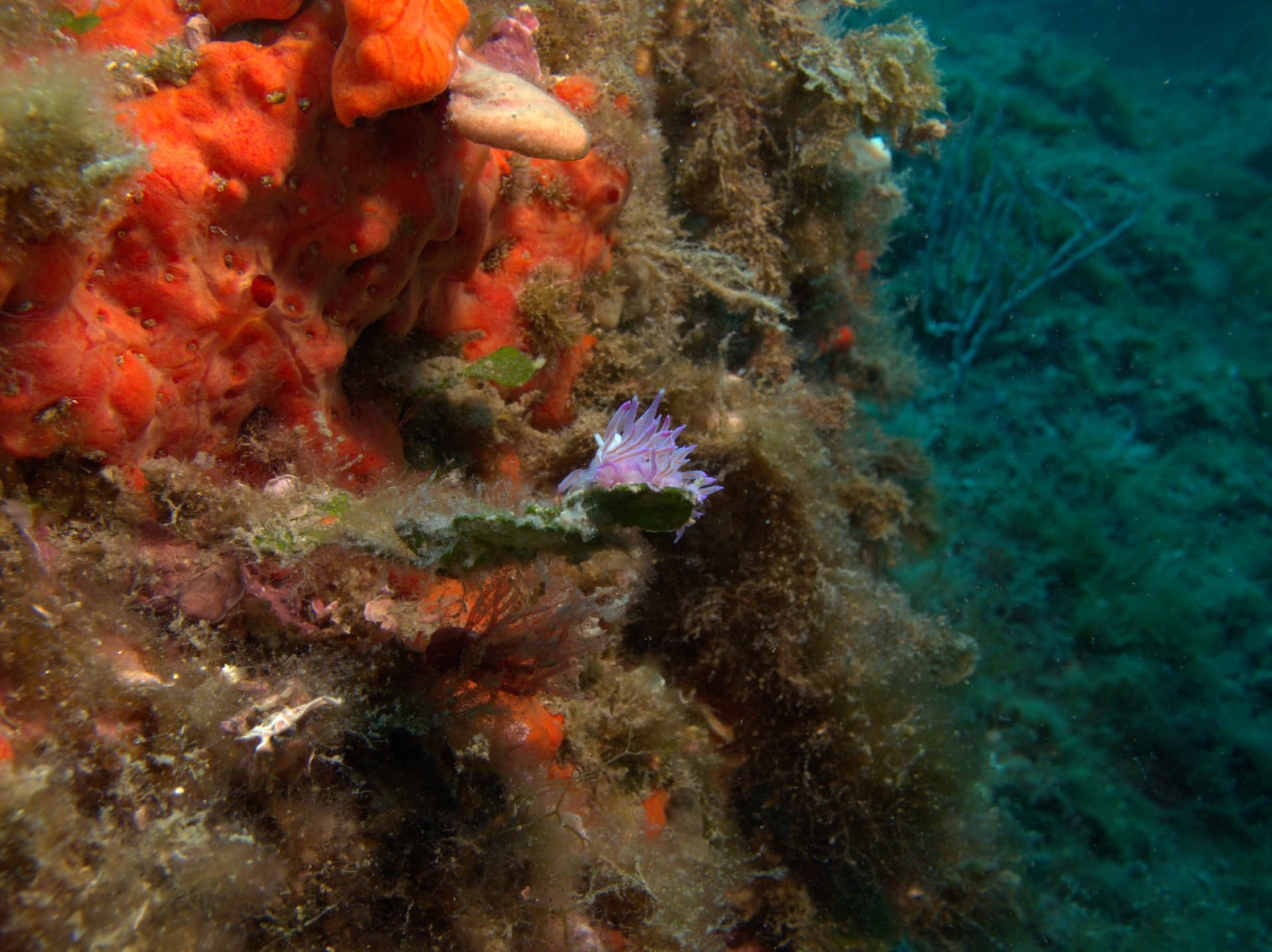 Paraflabellina ischitana, Violet flabellina