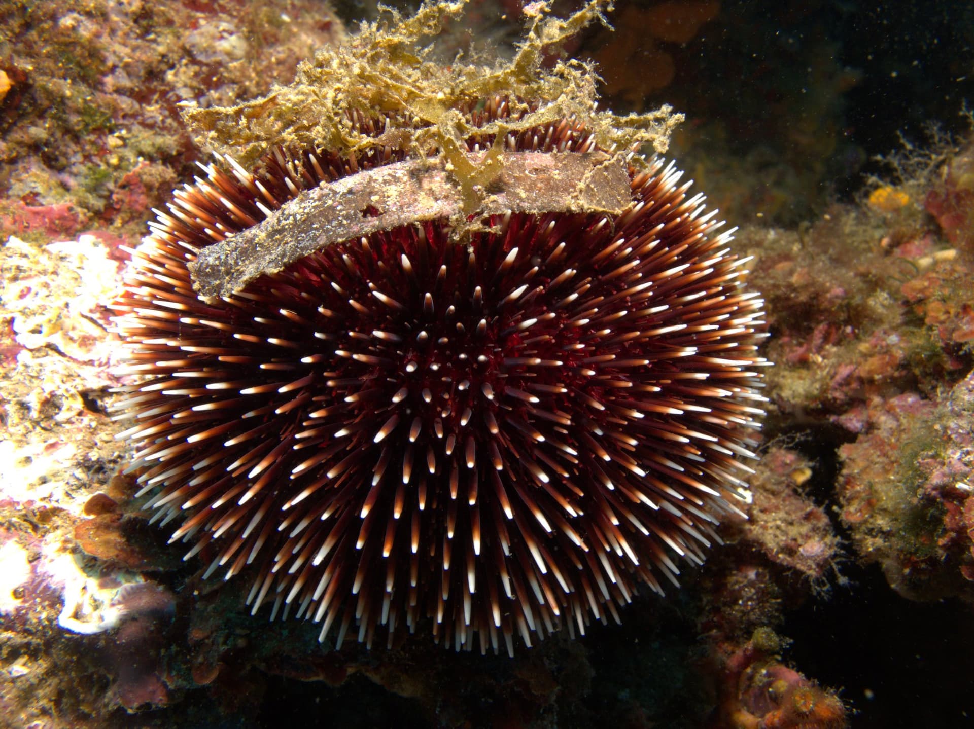 Sea urchin