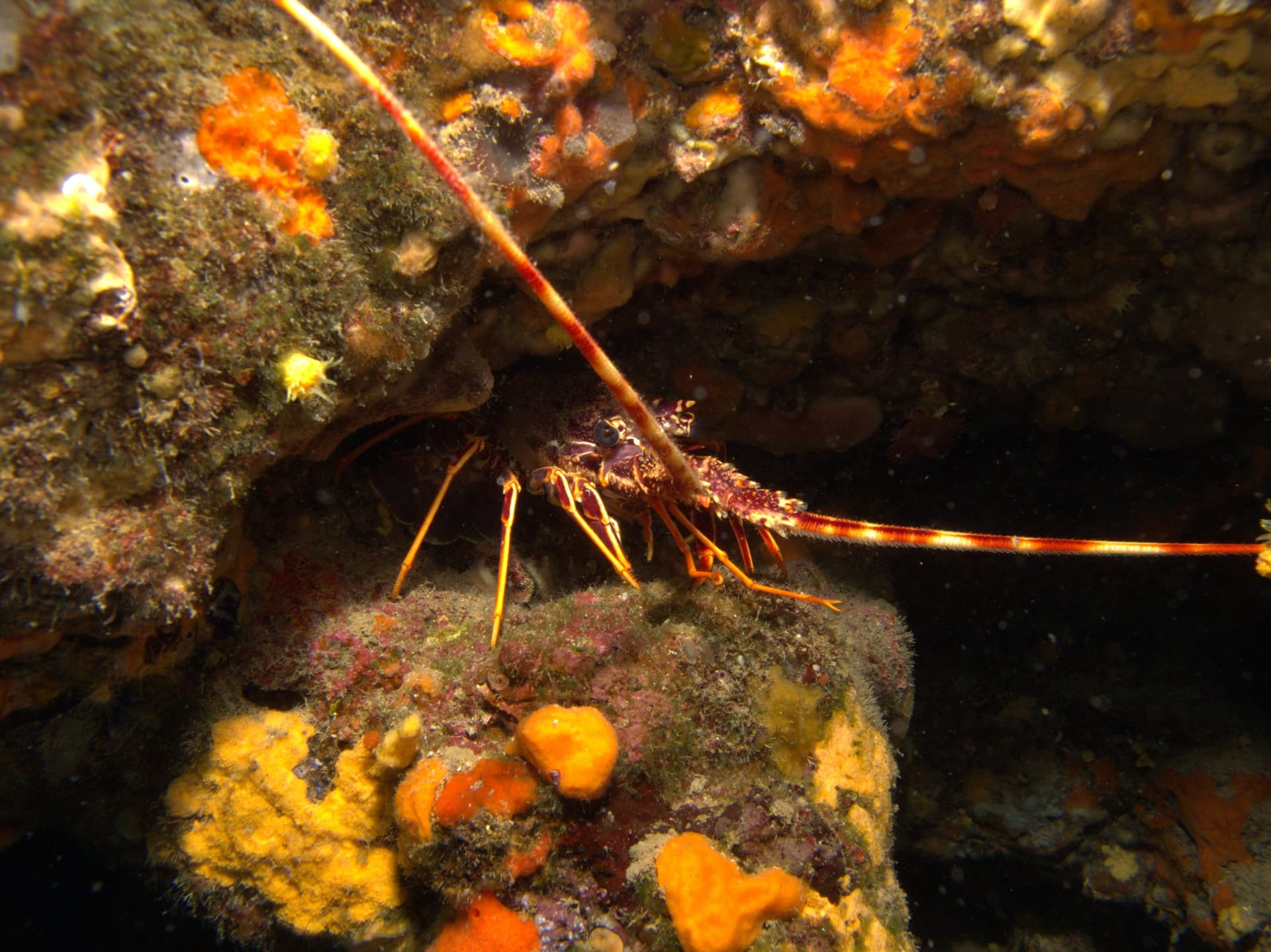 Spiny lobster
