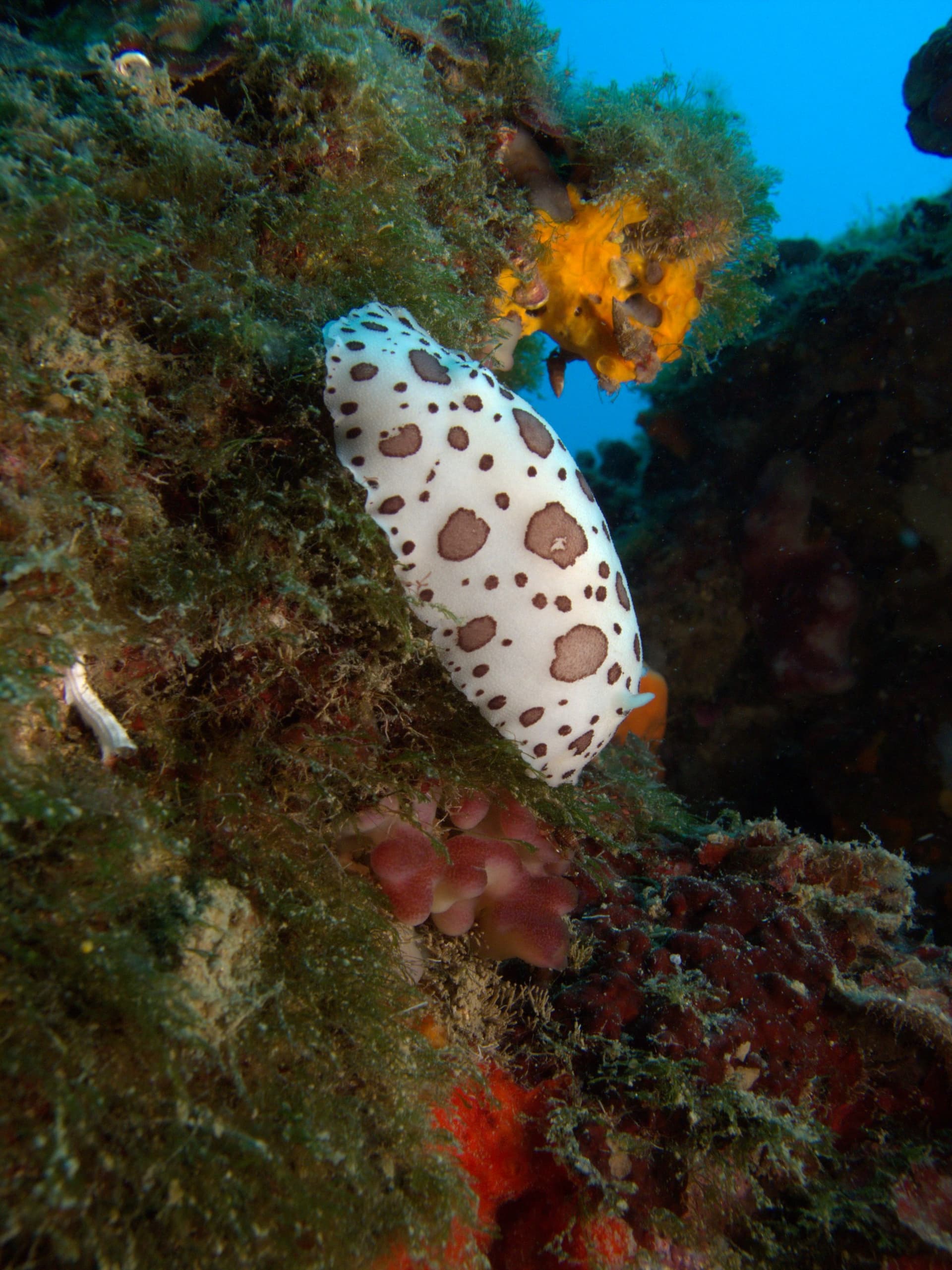 Spotted sea slug