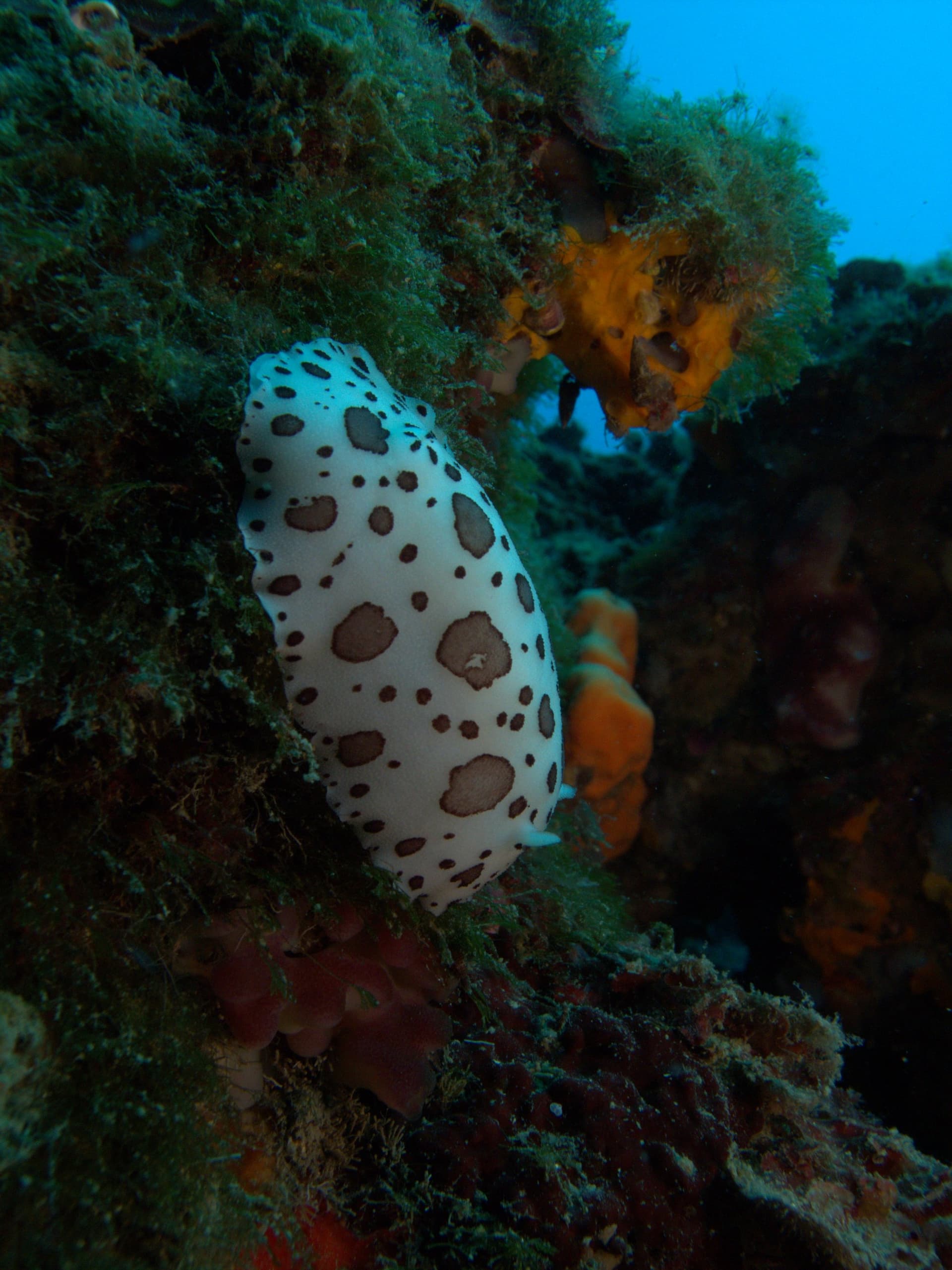 Spotted sea slug