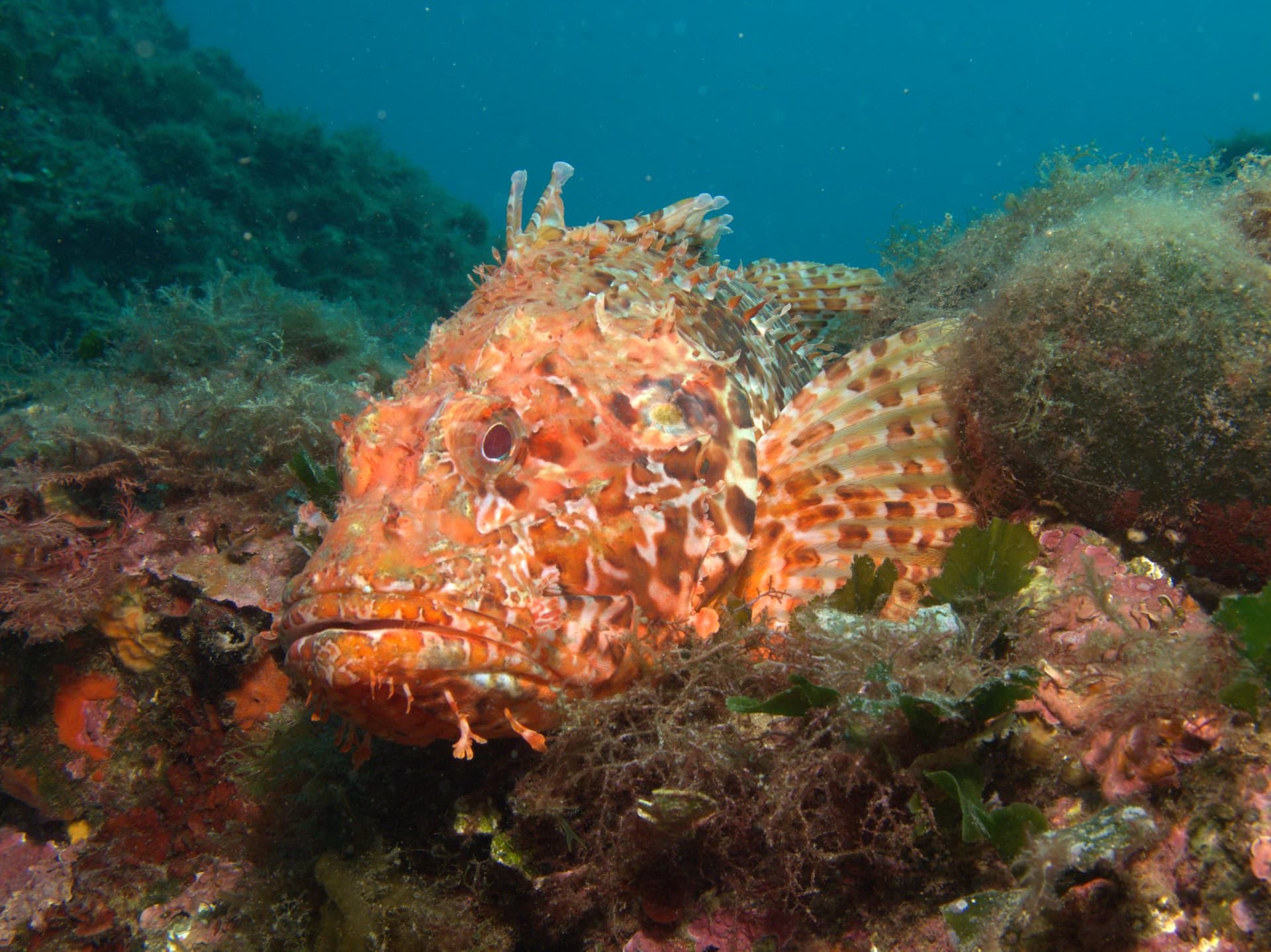 Red scorpionfish