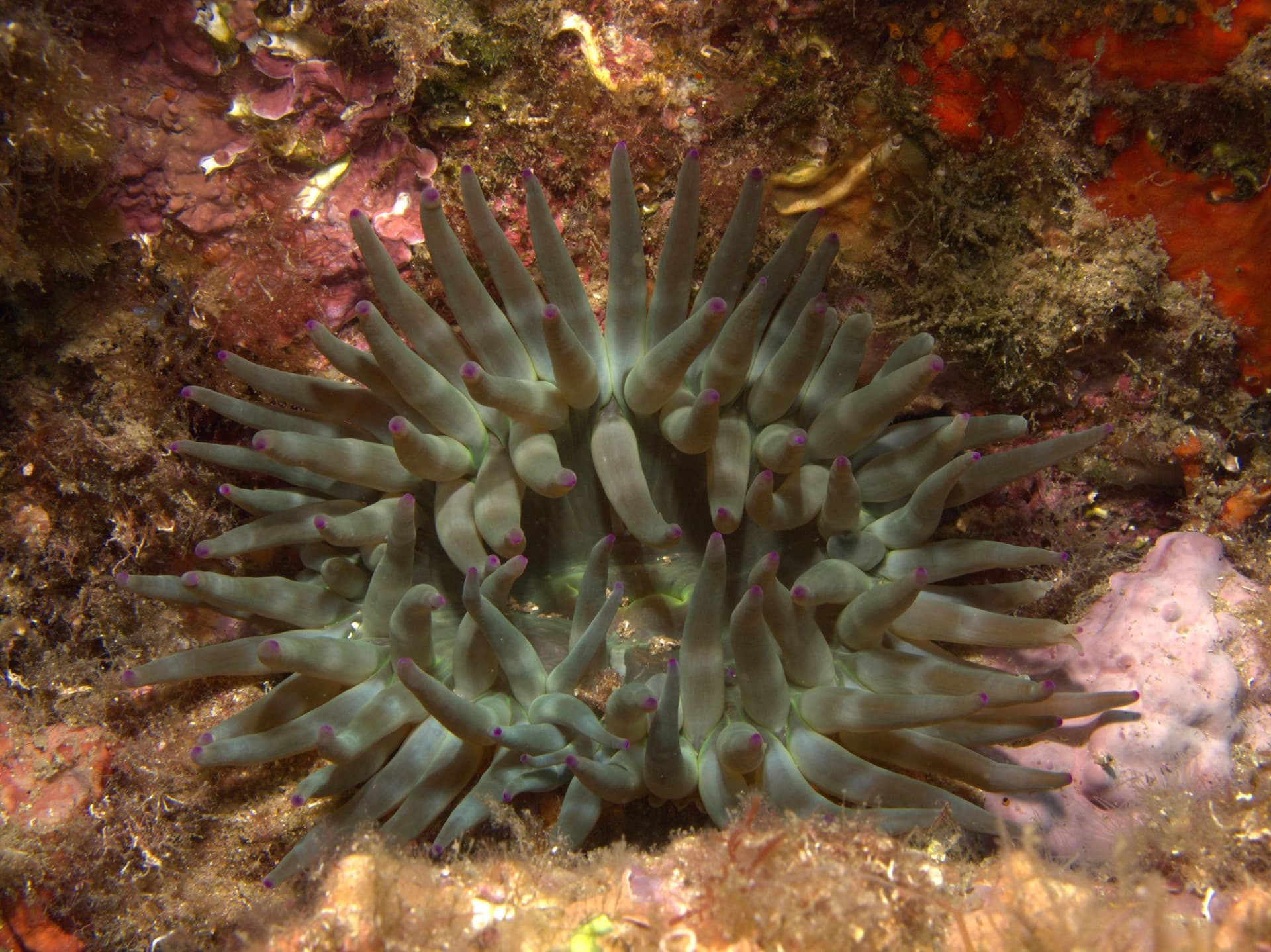 Cribrinopsis crassa