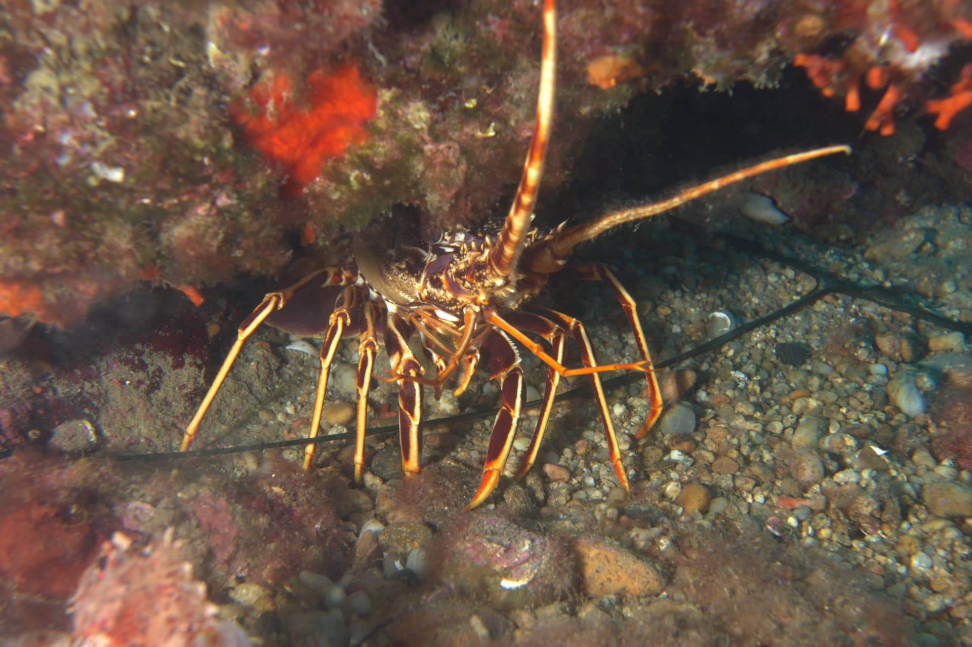 Spiny lobster