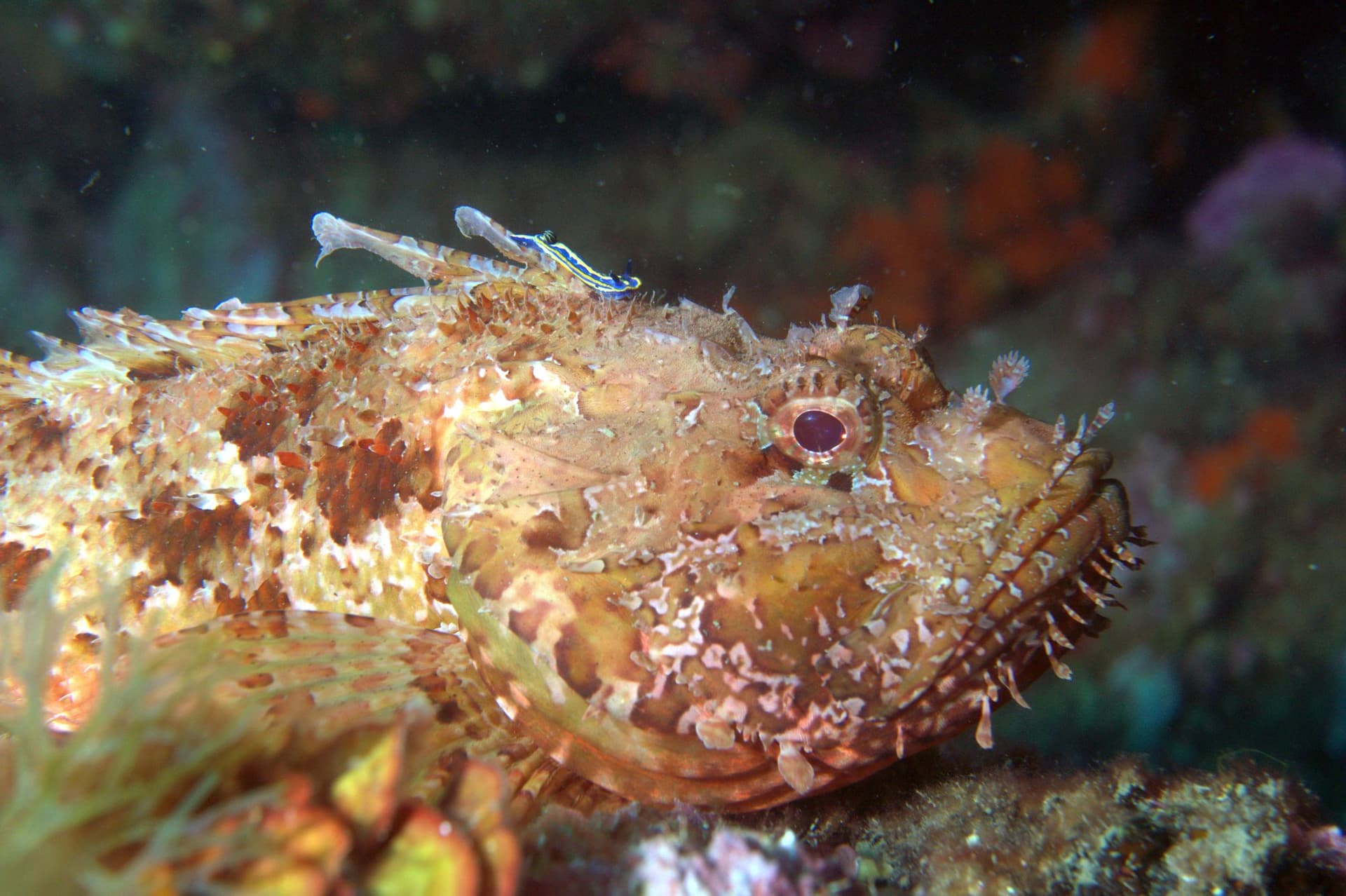 Red scorpionfish