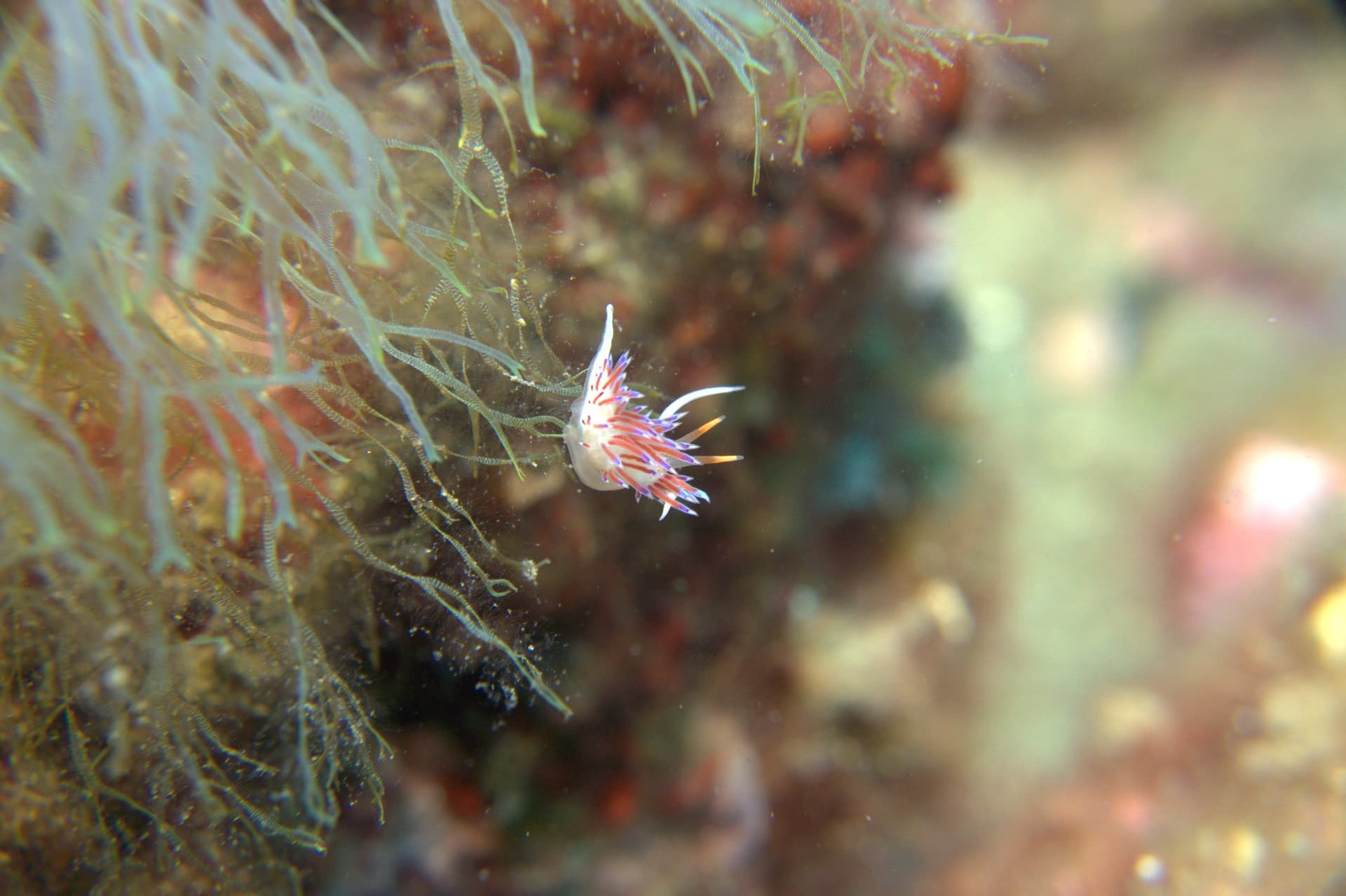Cratena peregrina