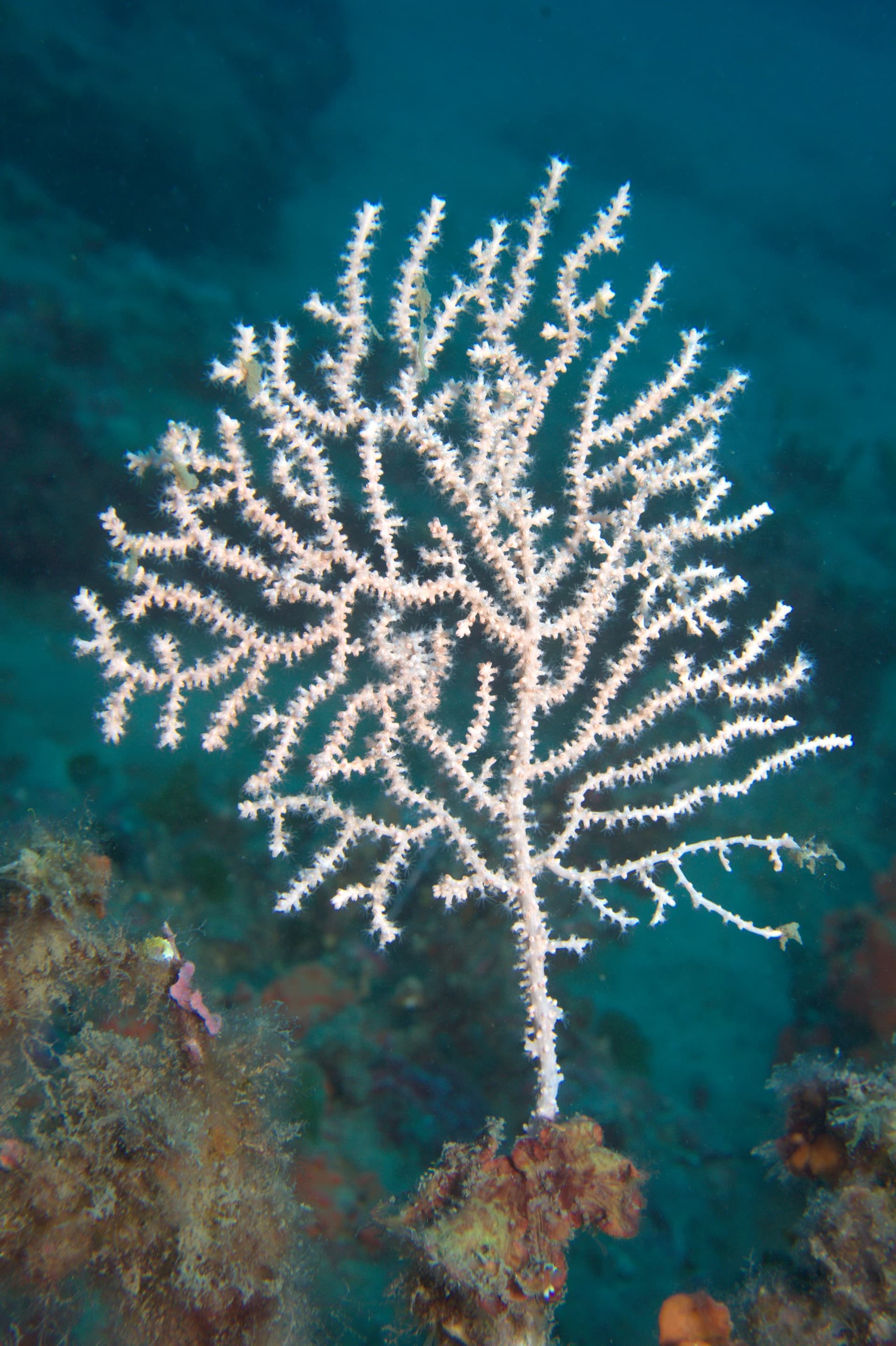 Broad Sea Fan; Pink Sea Fan
