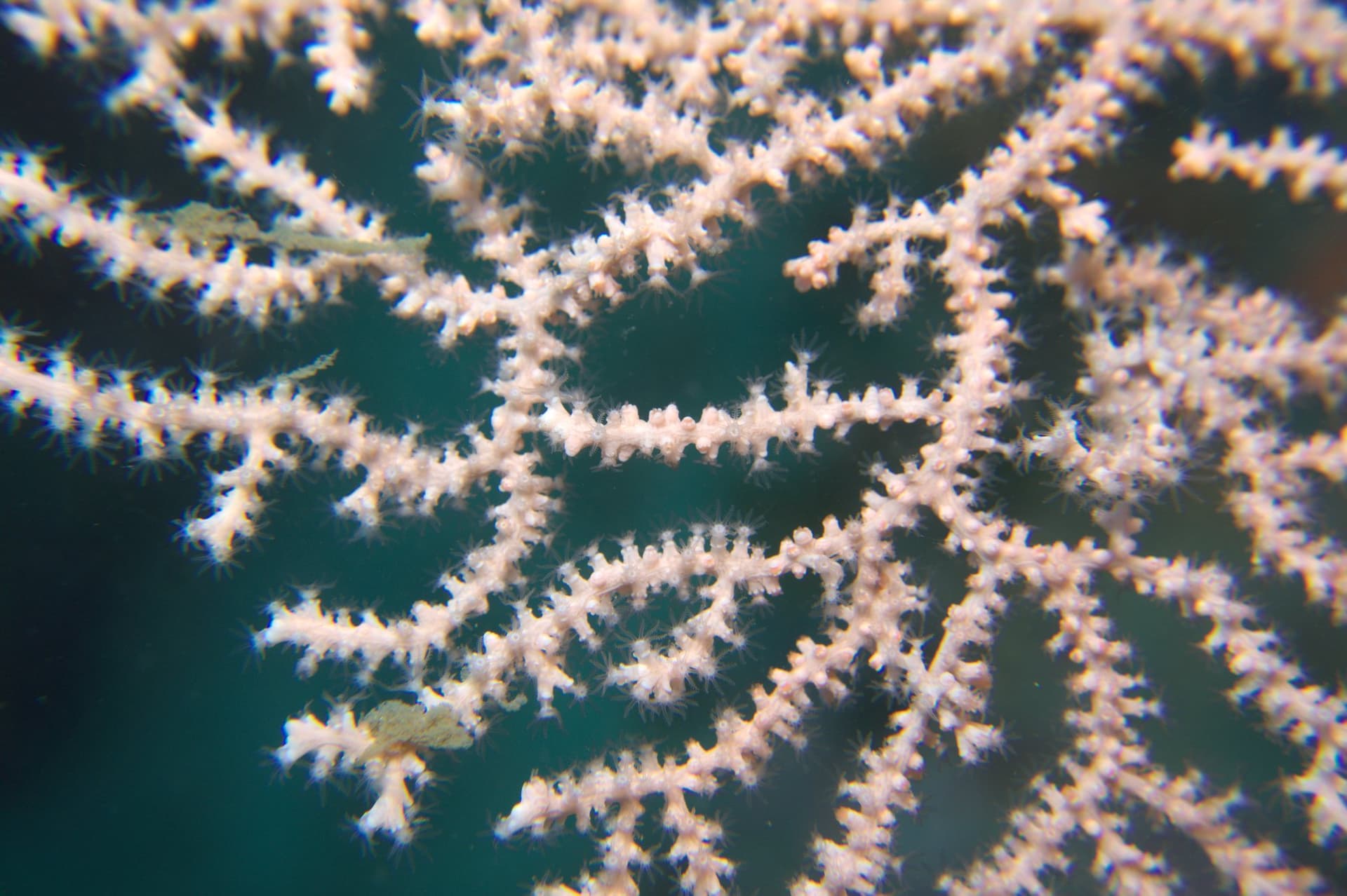 Broad Sea Fan; Pink Sea Fan