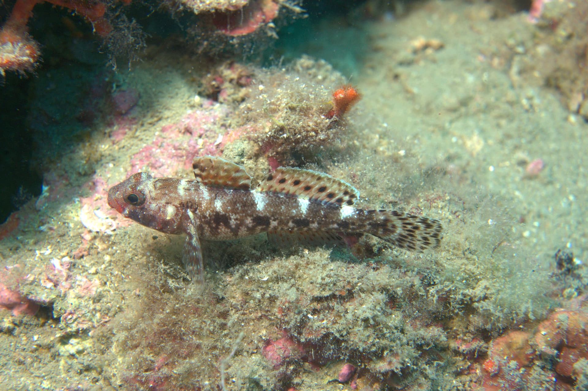 Red-mouthed goby