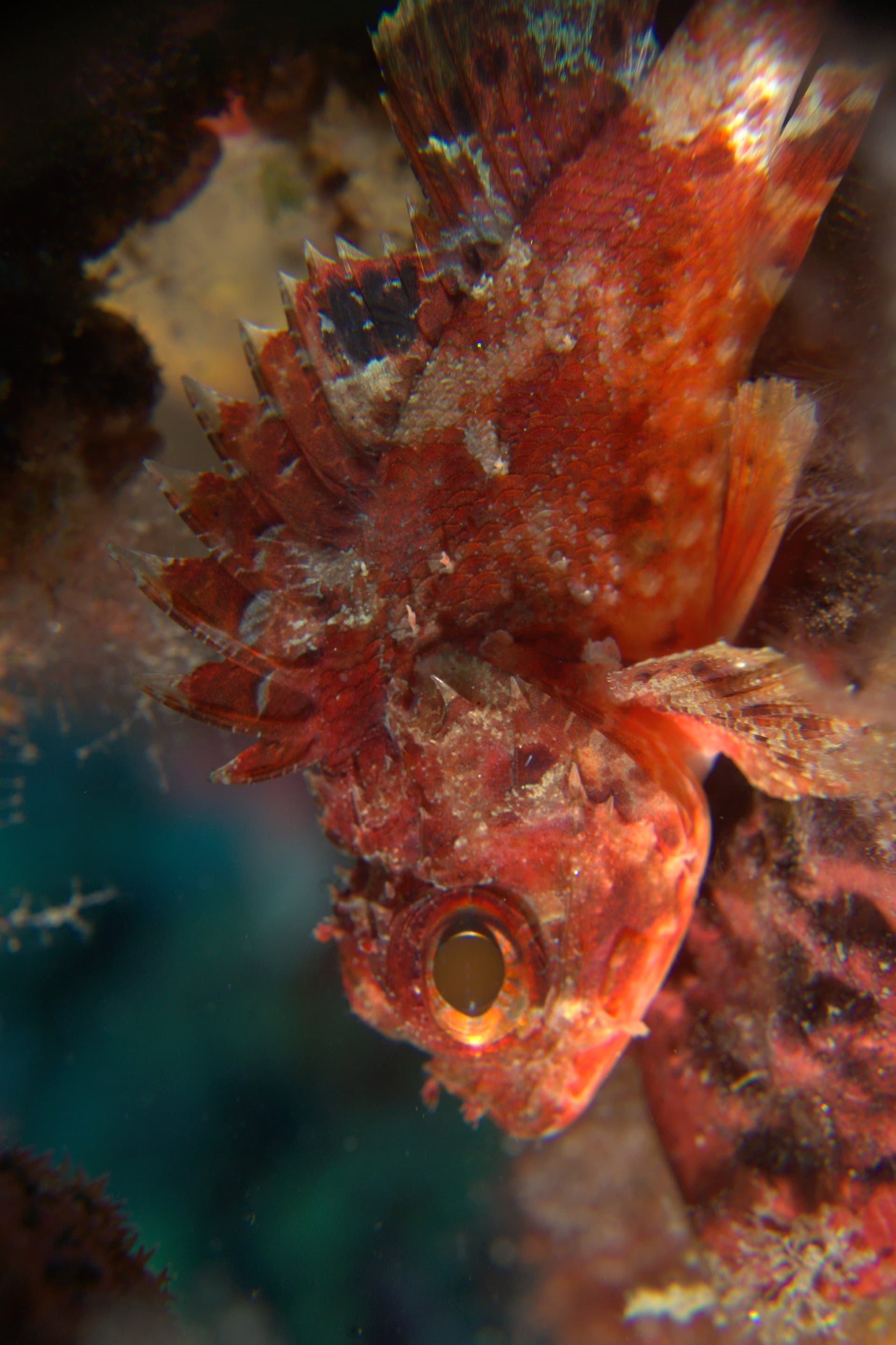 Small red scorpionfish