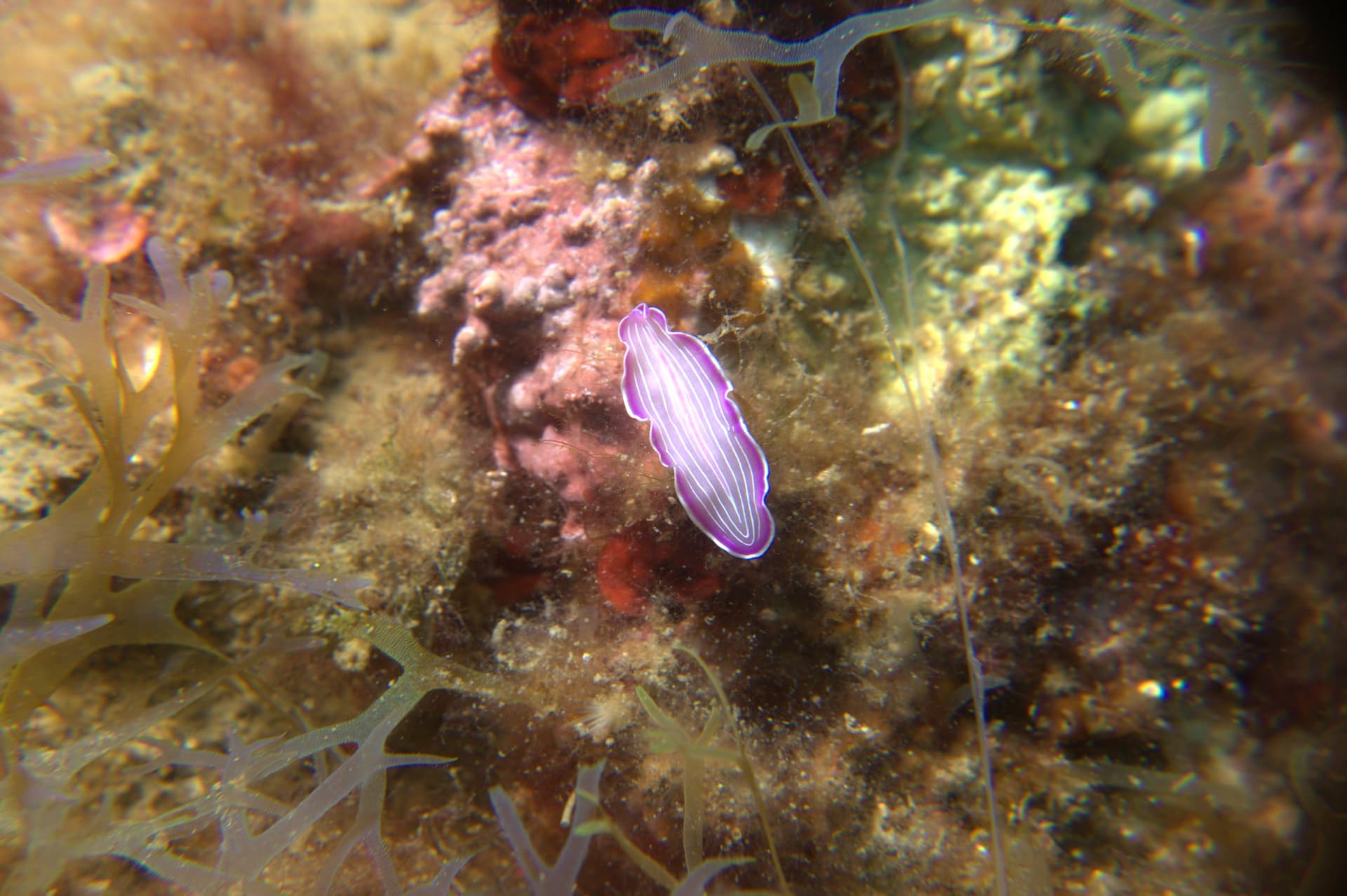 Prostheceraeus roseus