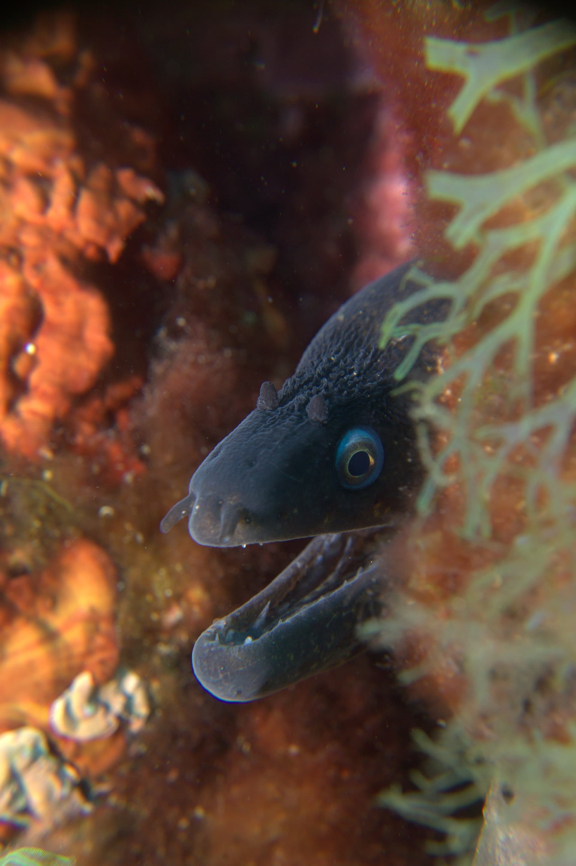 Mediterranean moray eel
