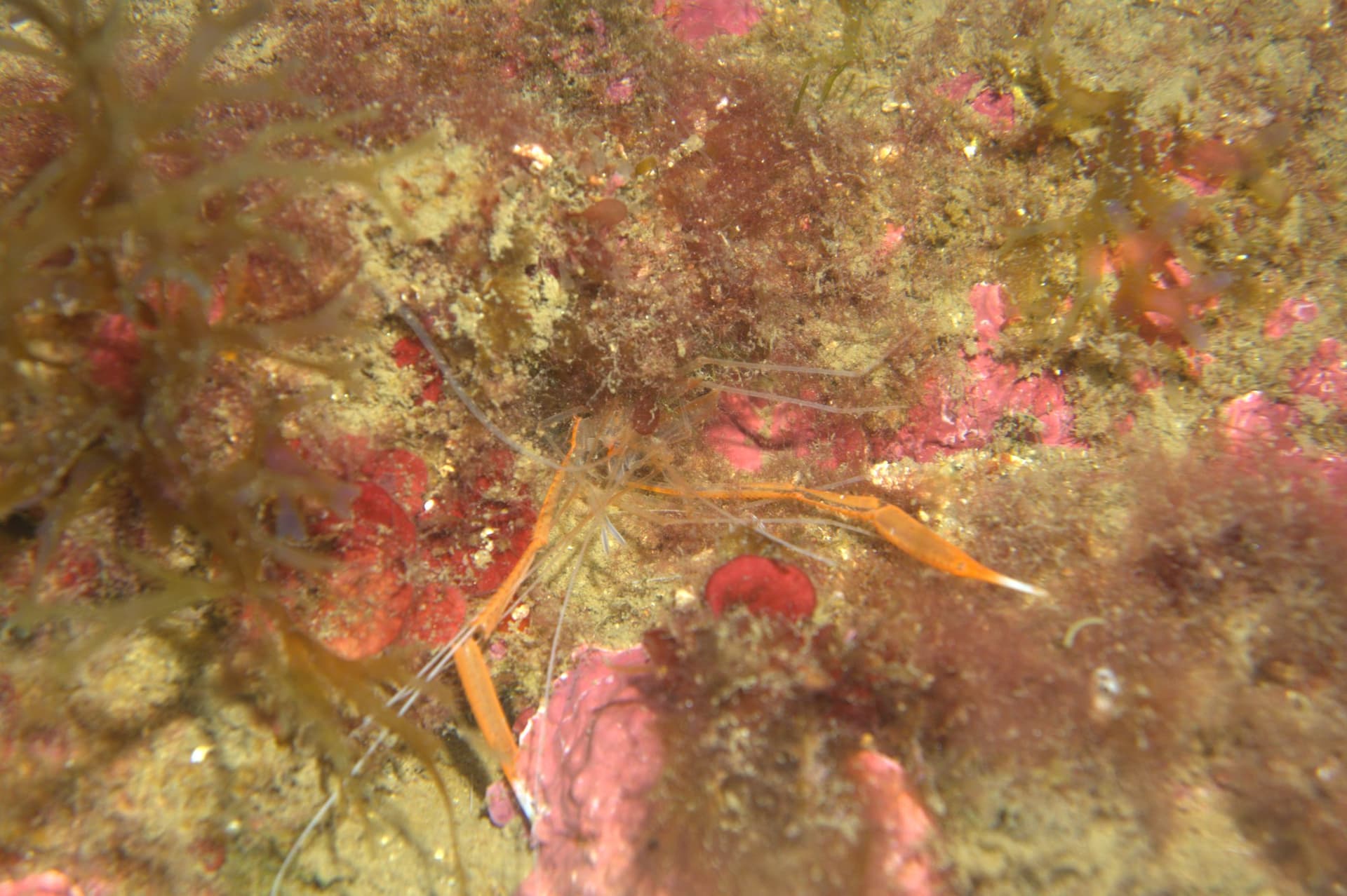 Golden Coral Shrimp