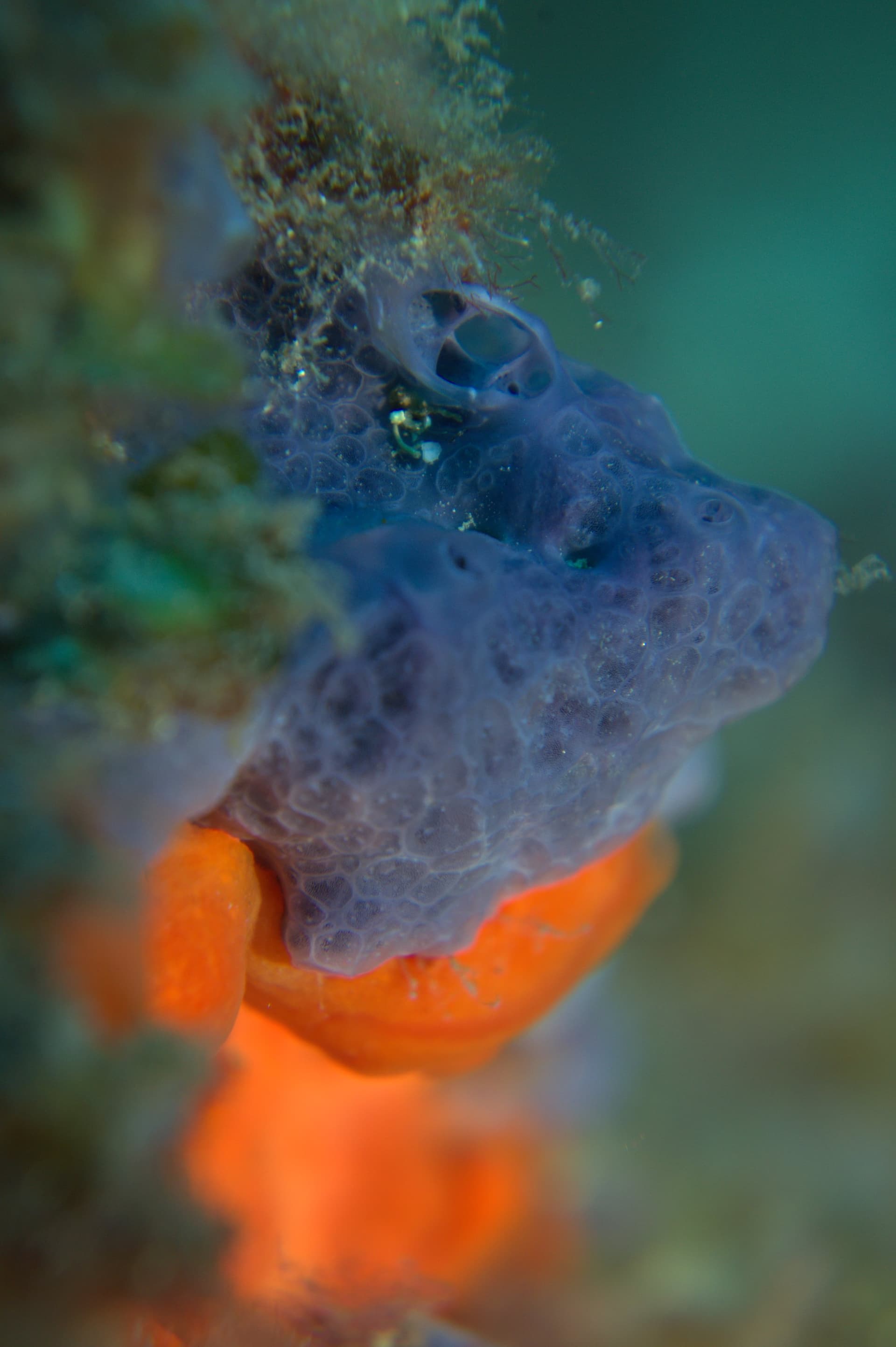 Bluish encrusting sponge
