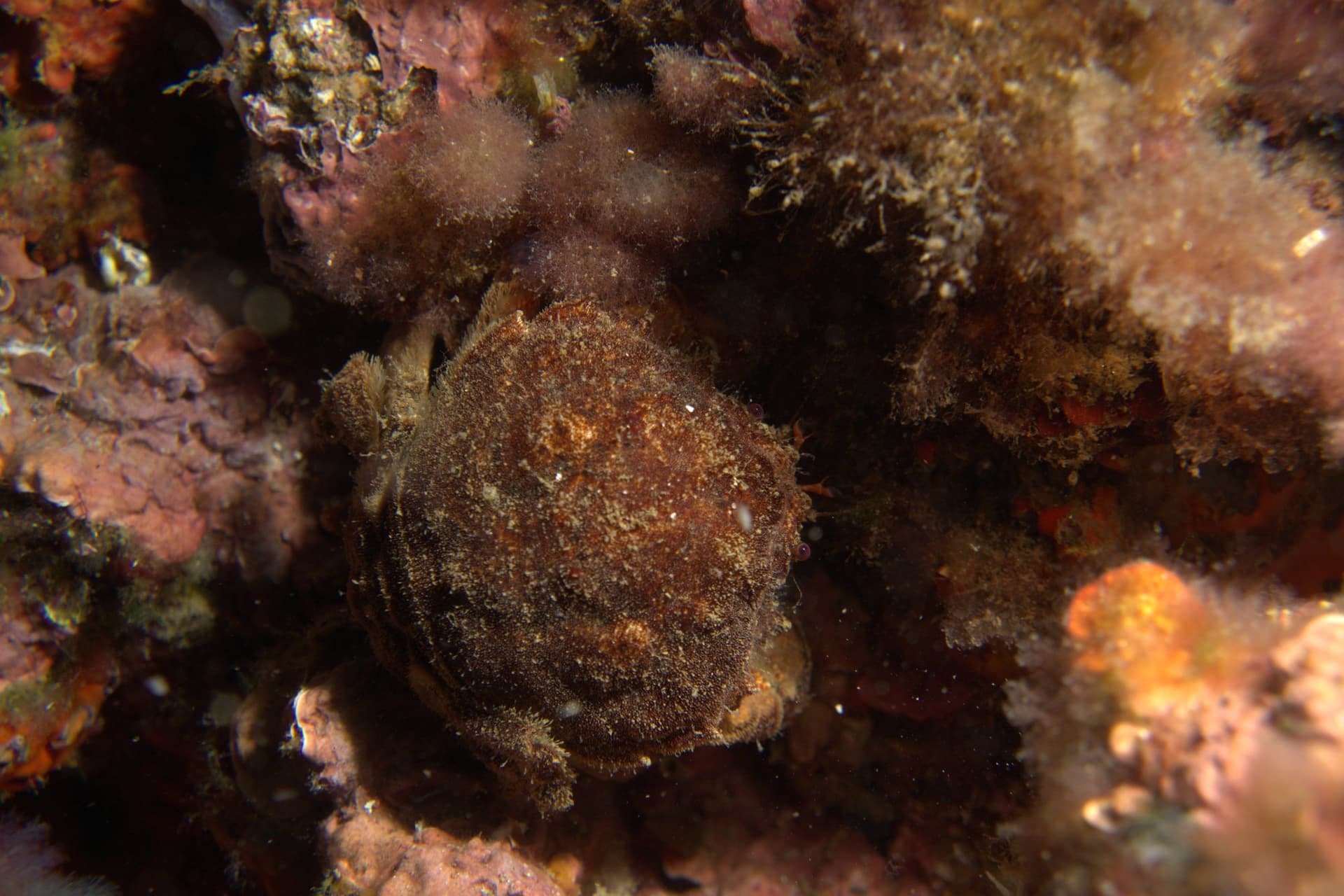 Crab
