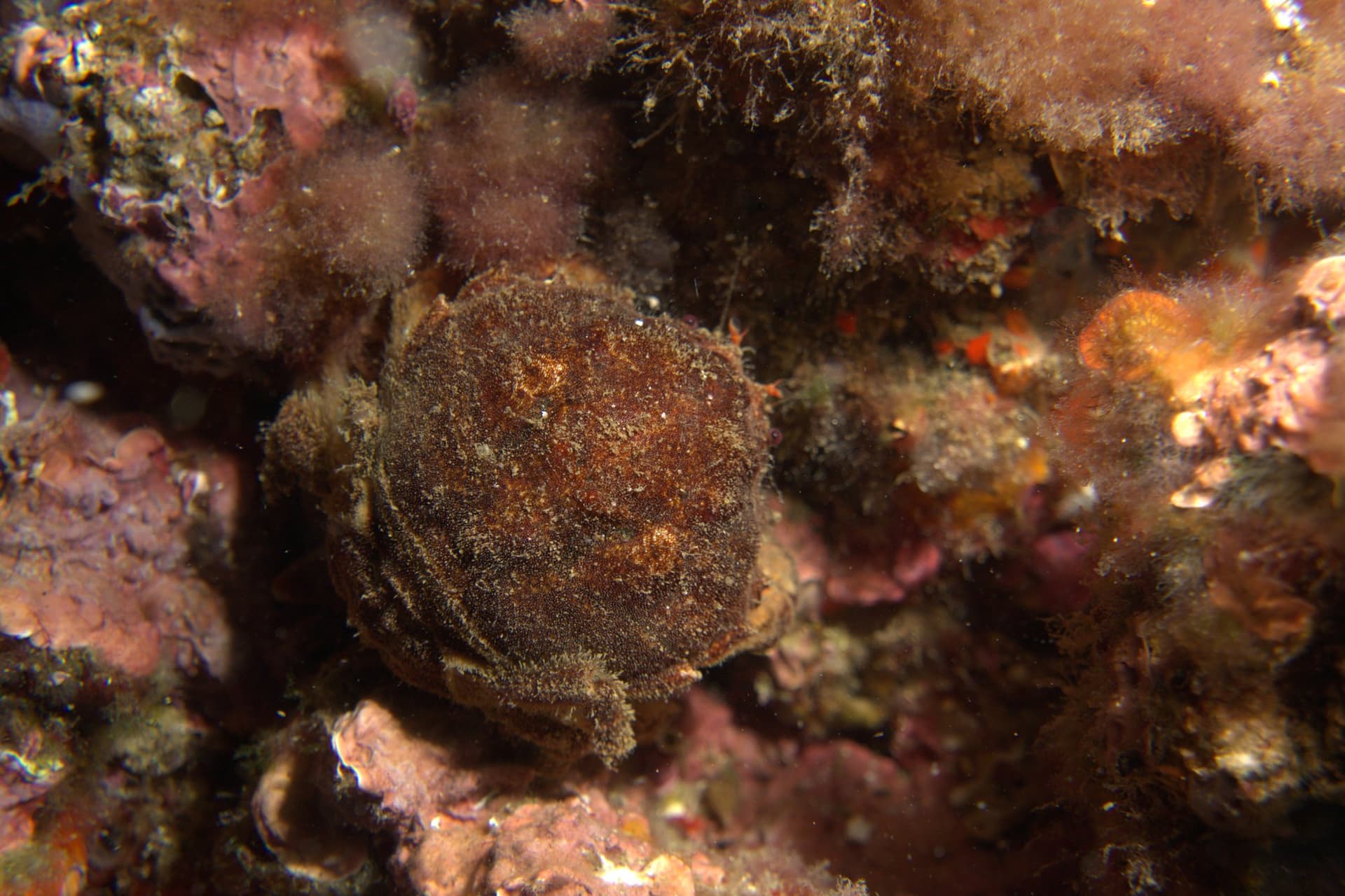 Crab