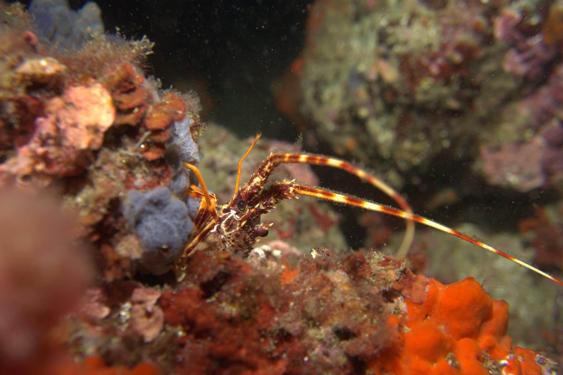 Spiny lobster