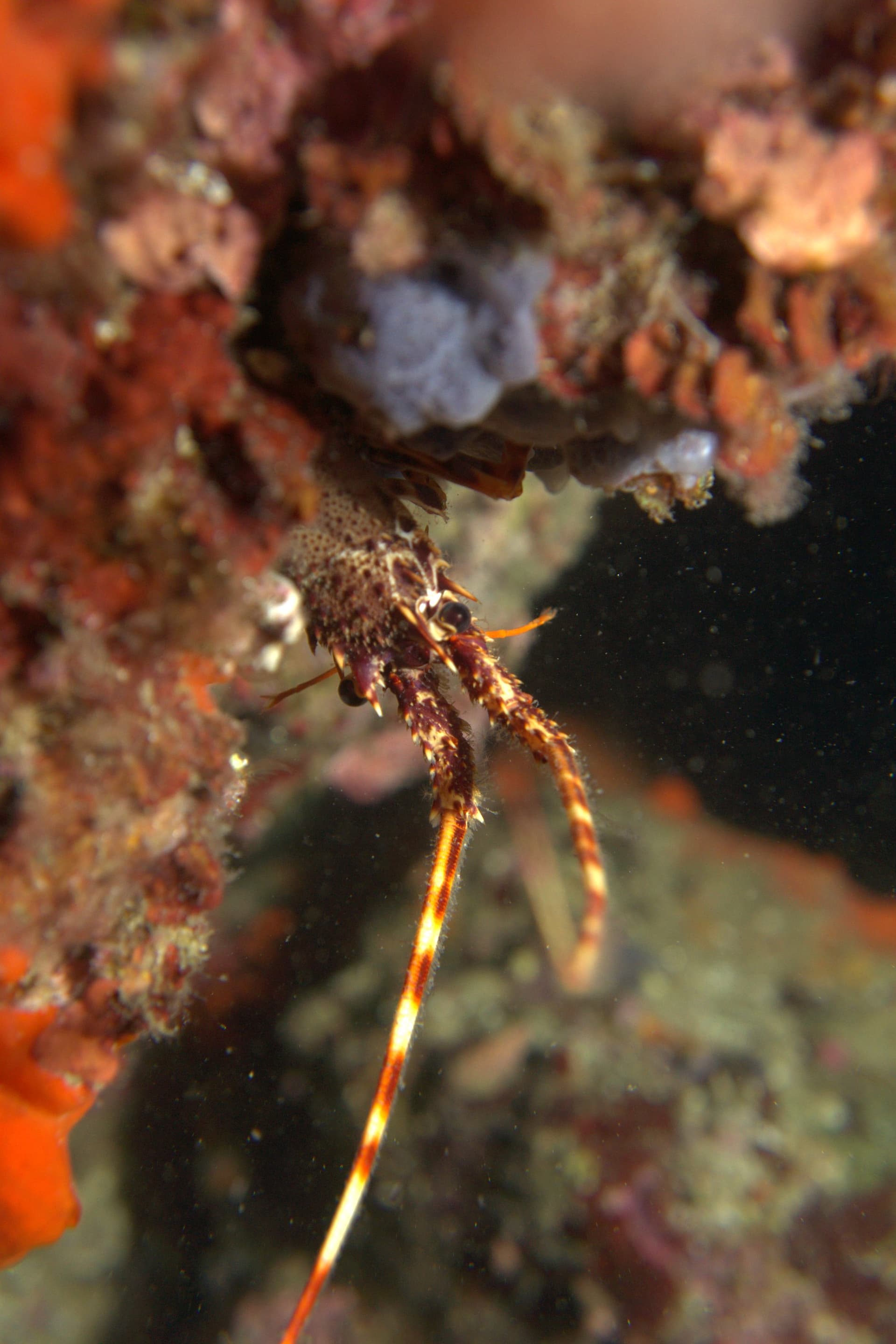 Spiny lobster