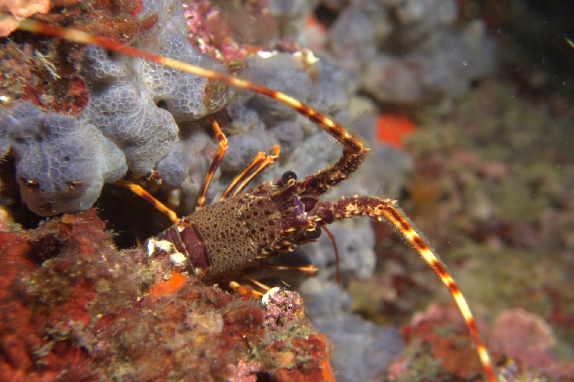 Spiny lobster