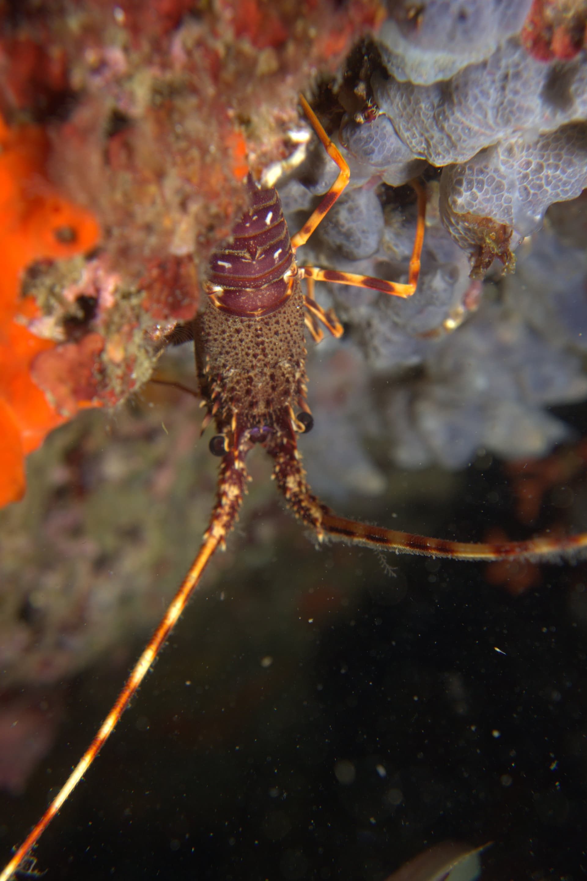Spiny lobster