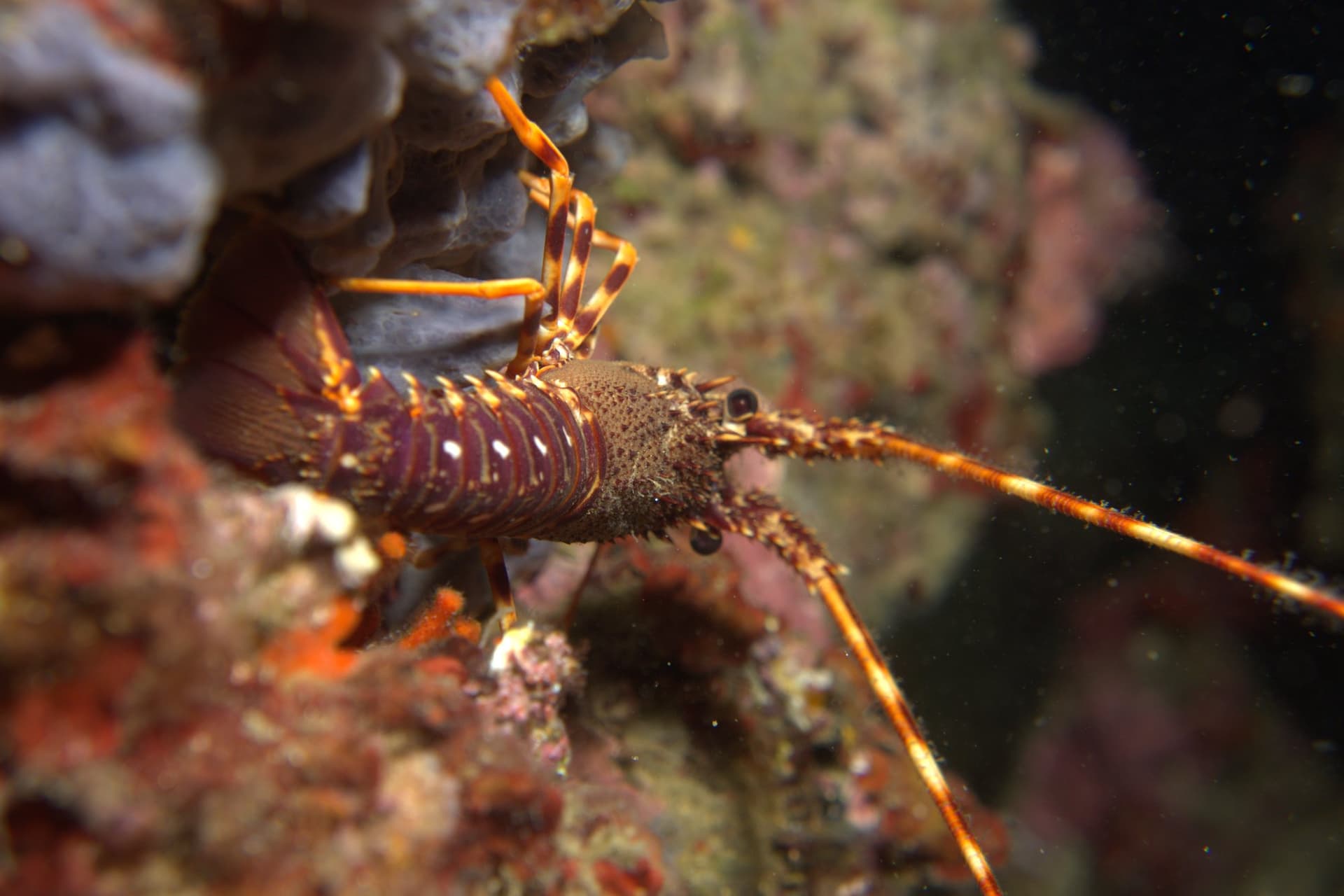 Spiny lobster