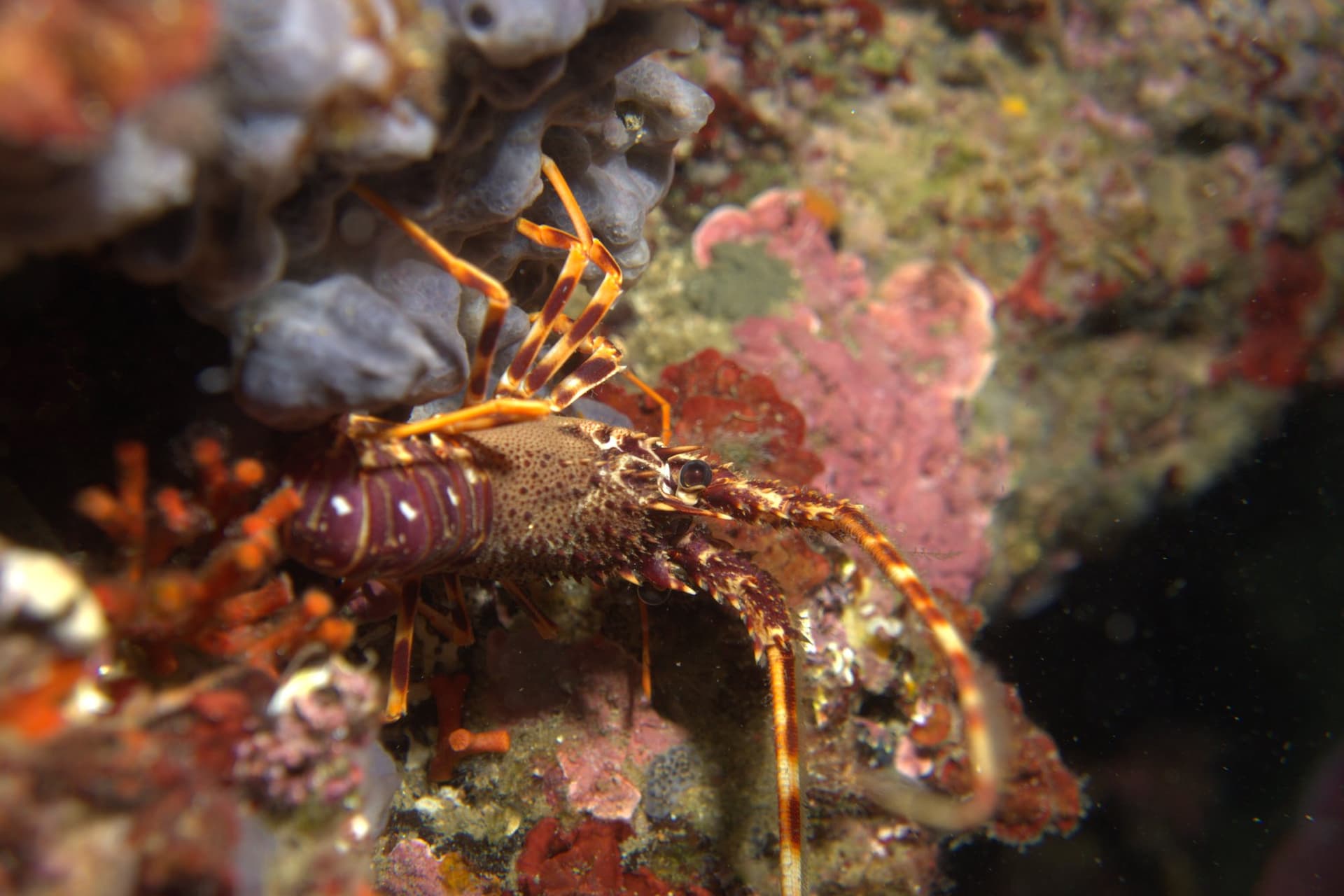 Spiny lobster