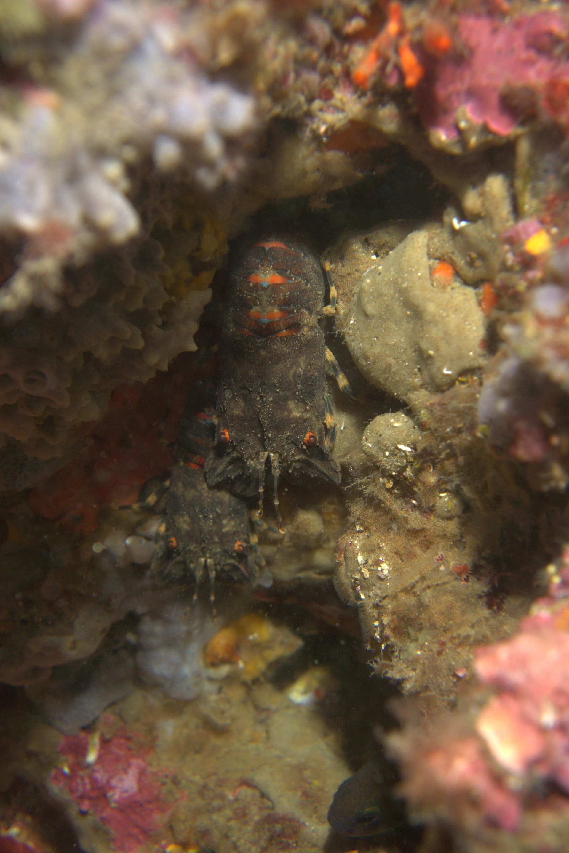 Slipper lobster