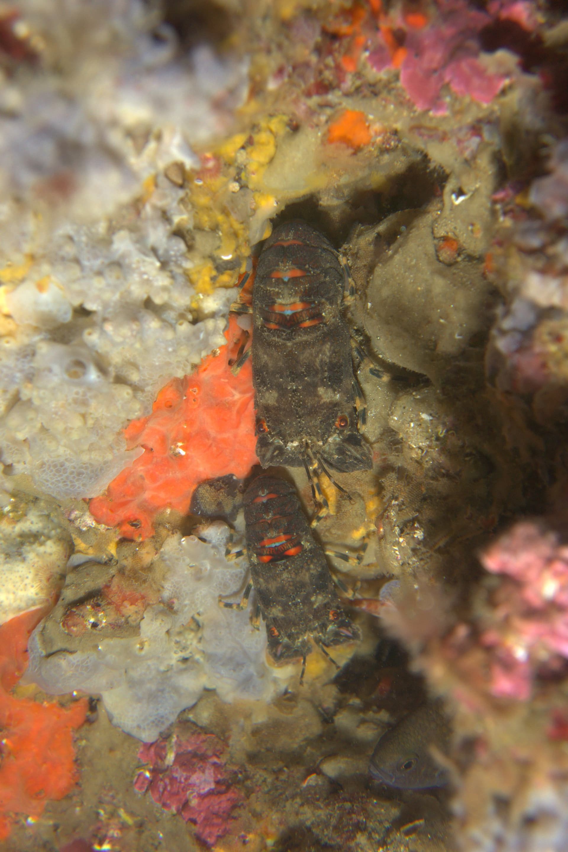 Slipper lobster