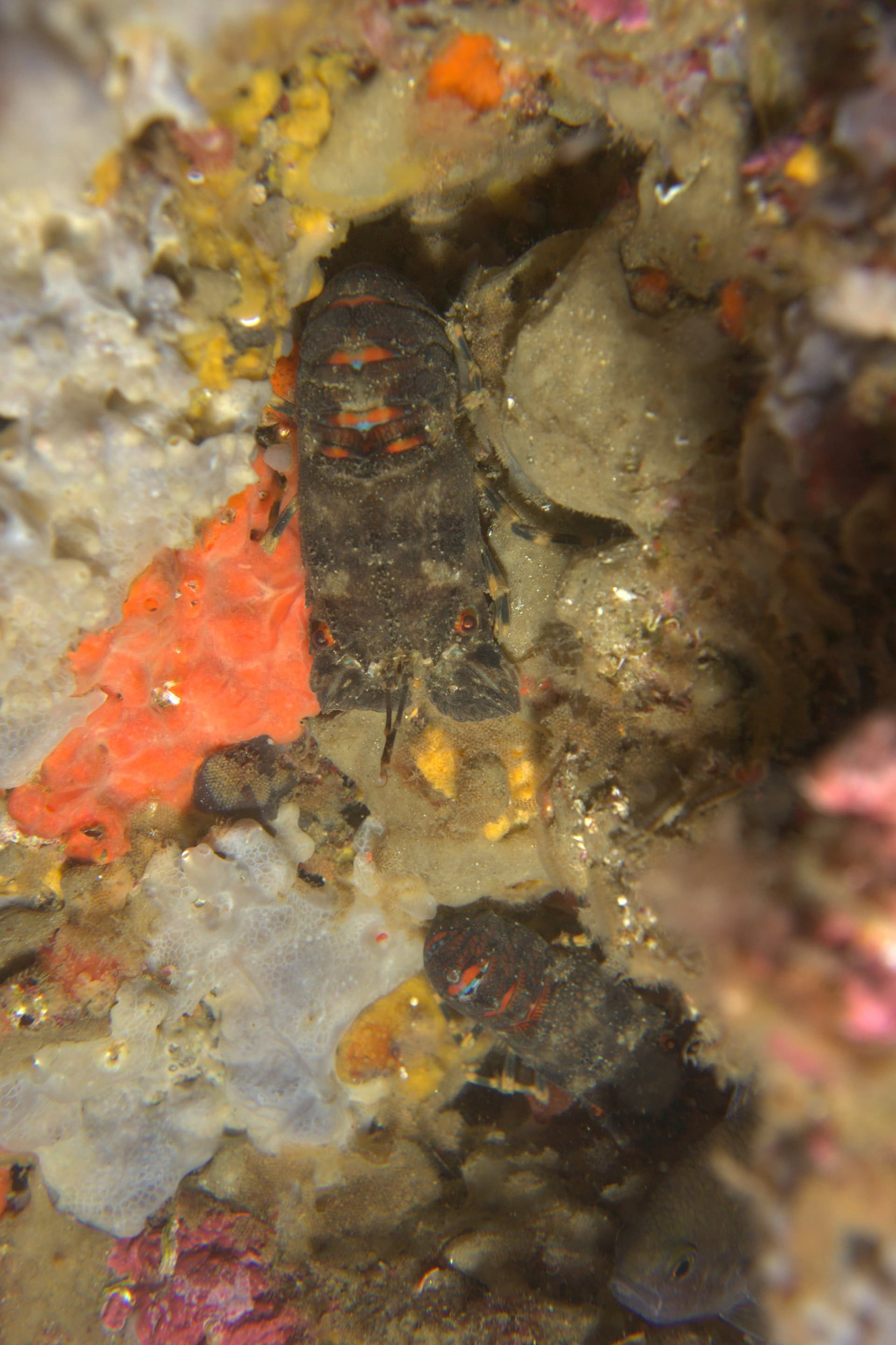 Slipper lobster