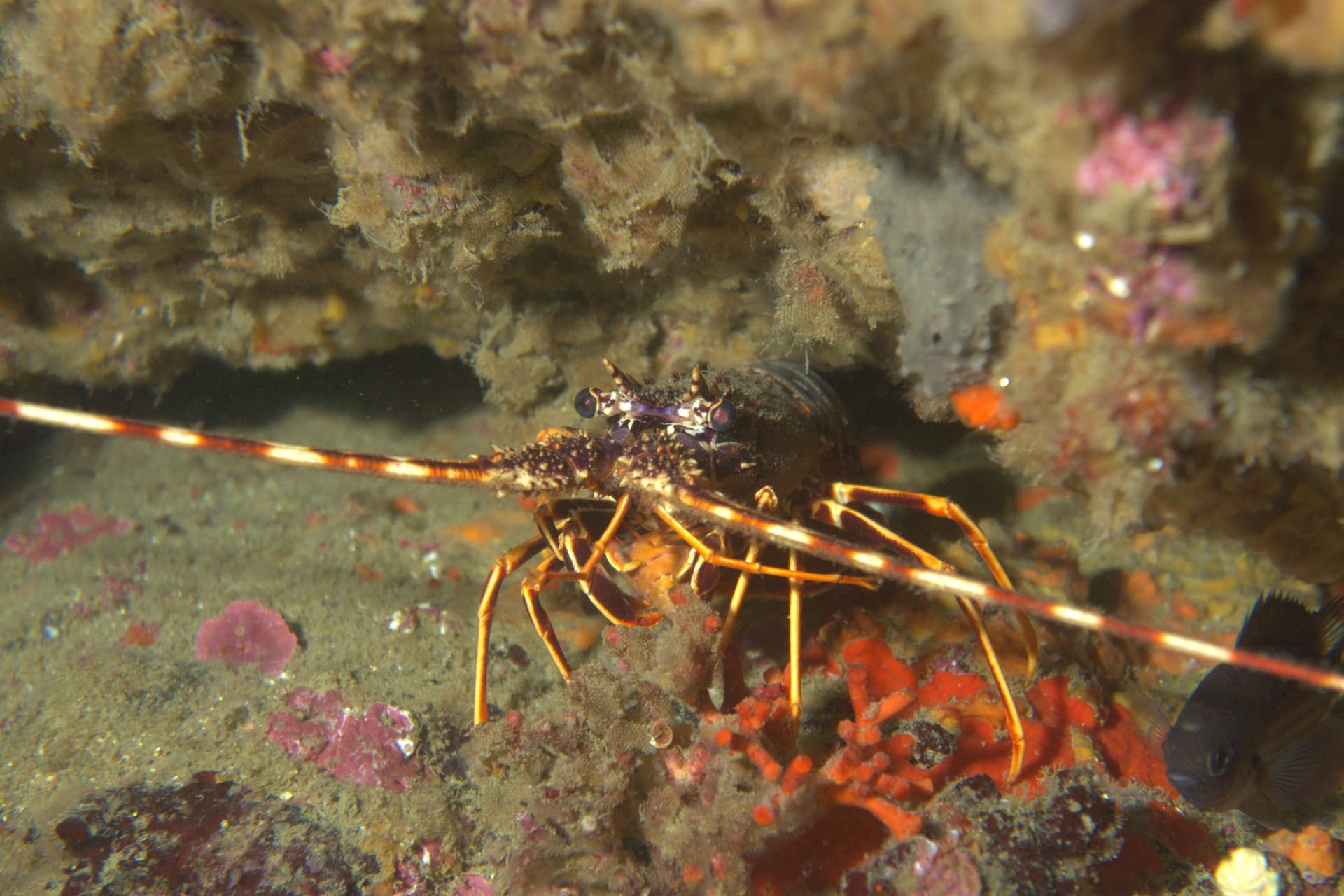 Spiny lobster
