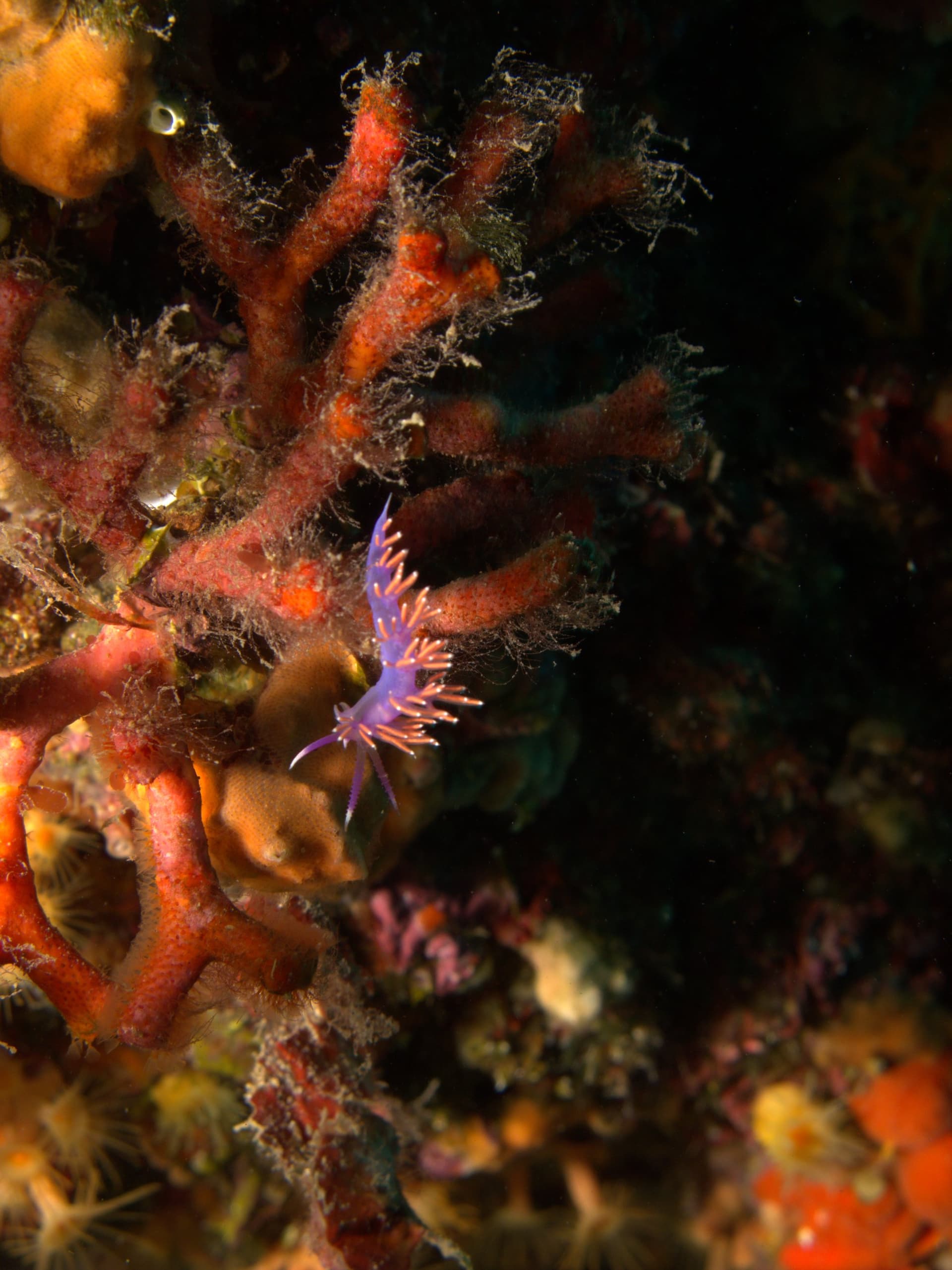 Paraflabellina ischitana